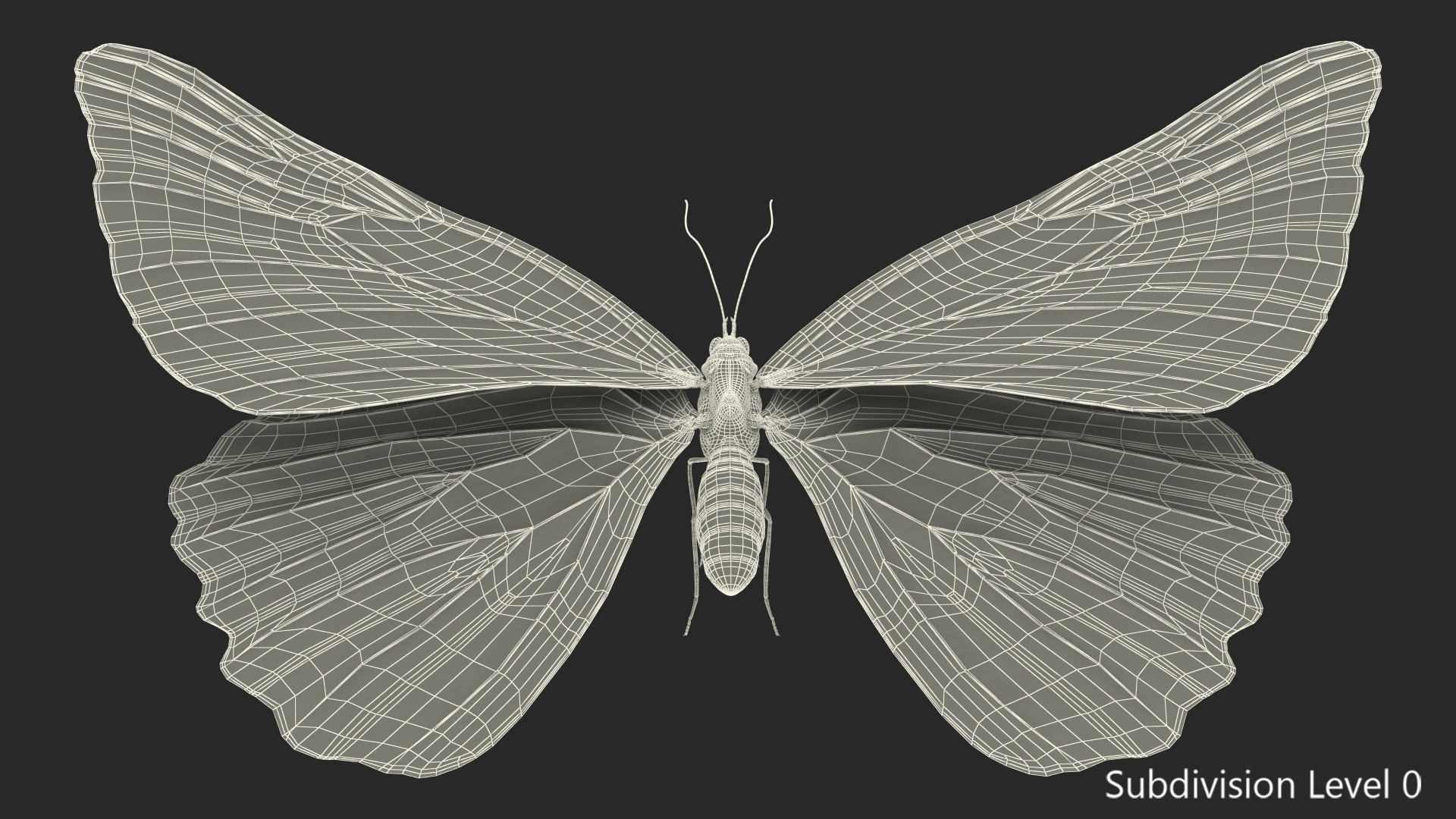 Animated Morpho Peleides Butterfly Flies Rigged 3D