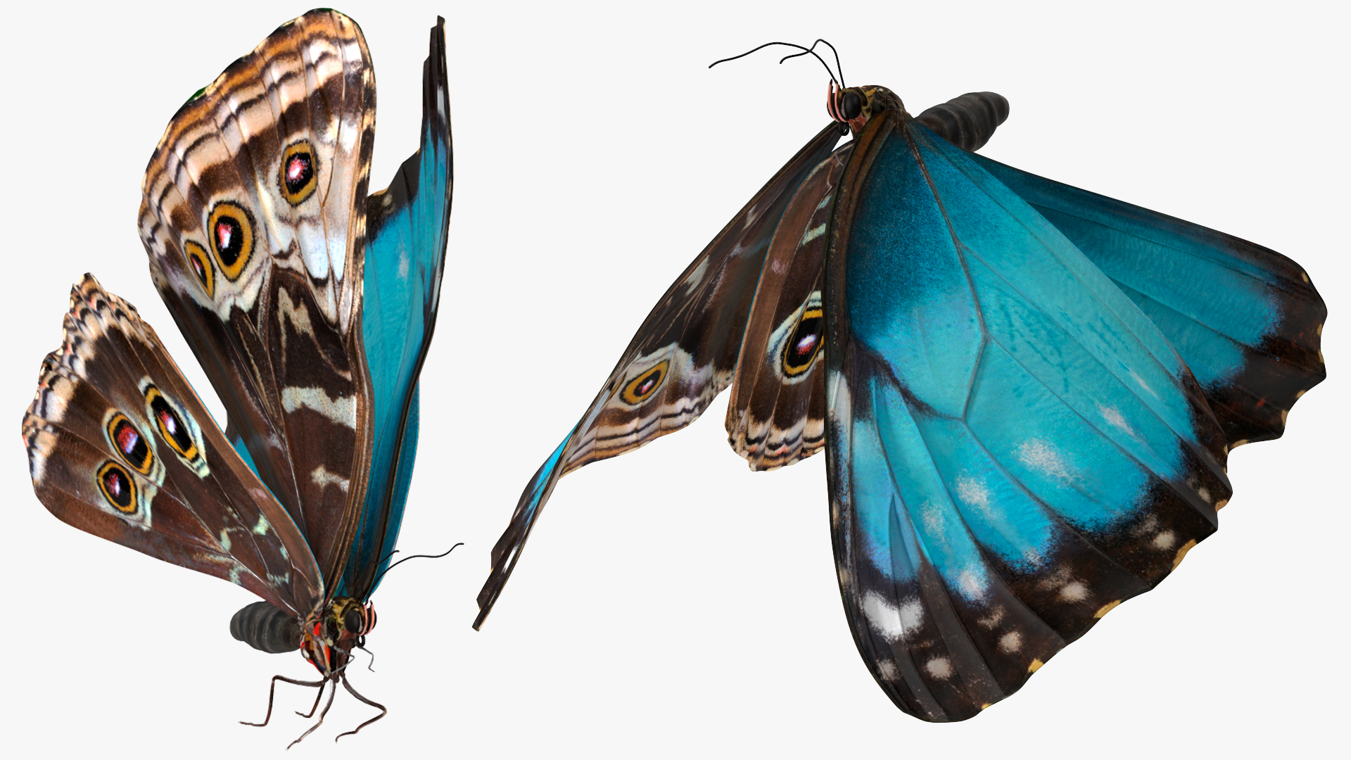 Animated Morpho Peleides Butterfly Flies Rigged 3D