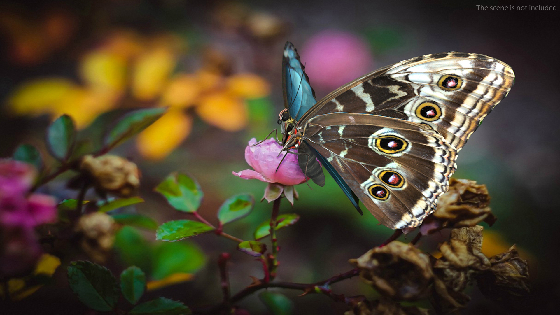 Animated Morpho Peleides Butterfly Flies Rigged 3D
