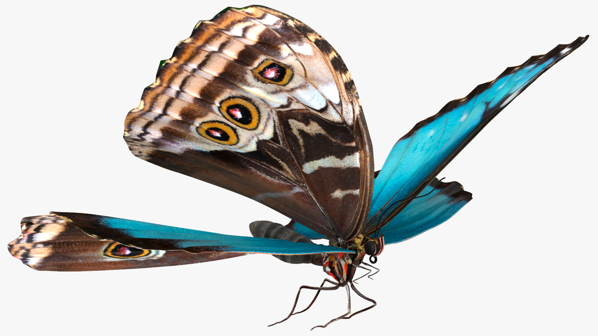 Animated Morpho Peleides Butterfly Flies Rigged 3D