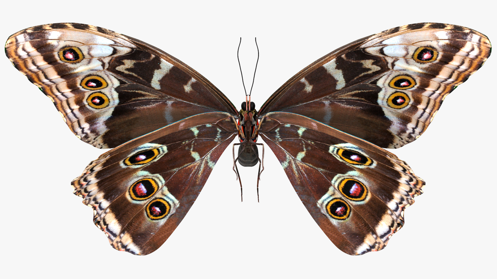 Animated Morpho Peleides Butterfly Flies Rigged 3D