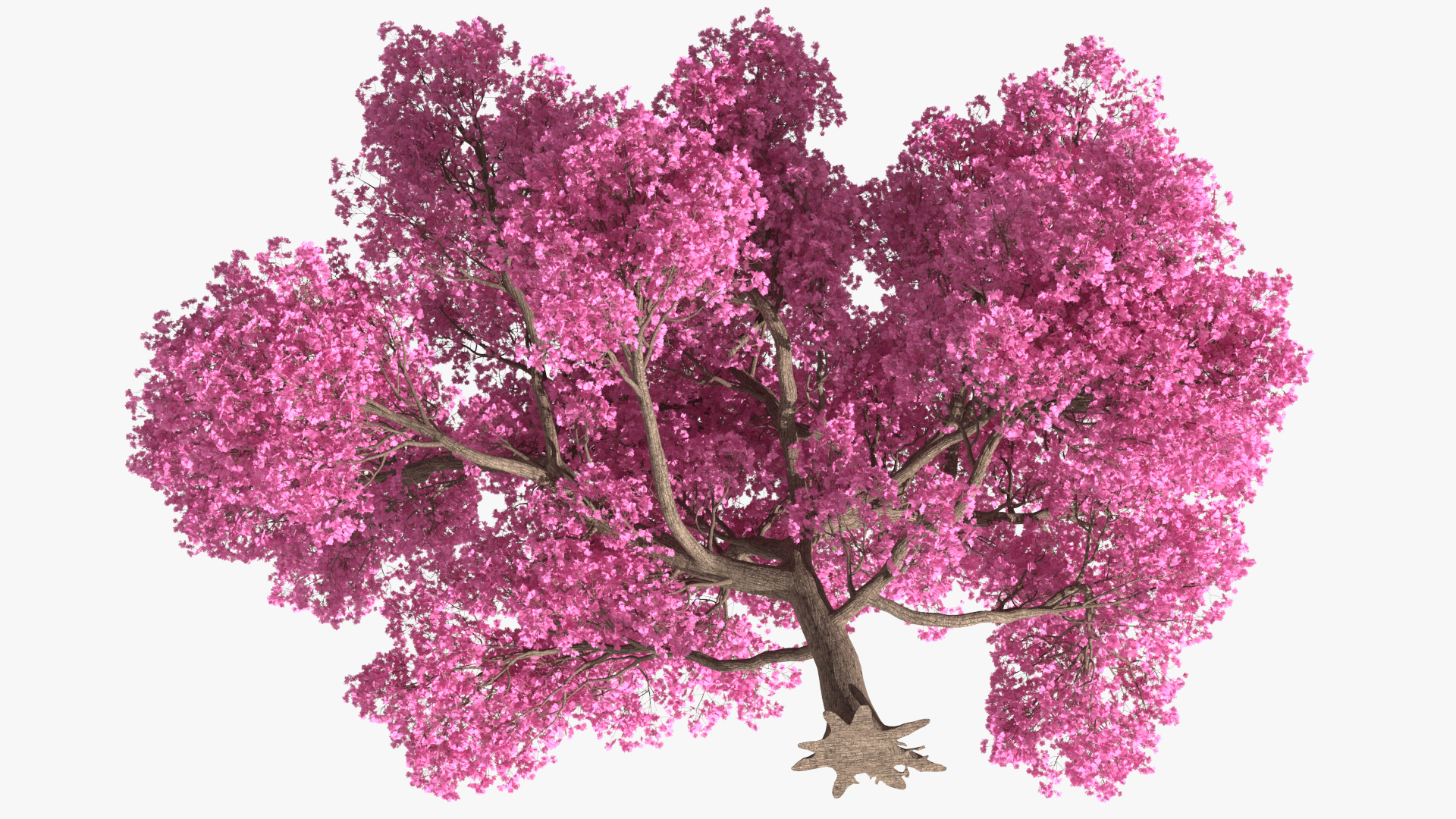 3D Pink Trumpet Tree Big