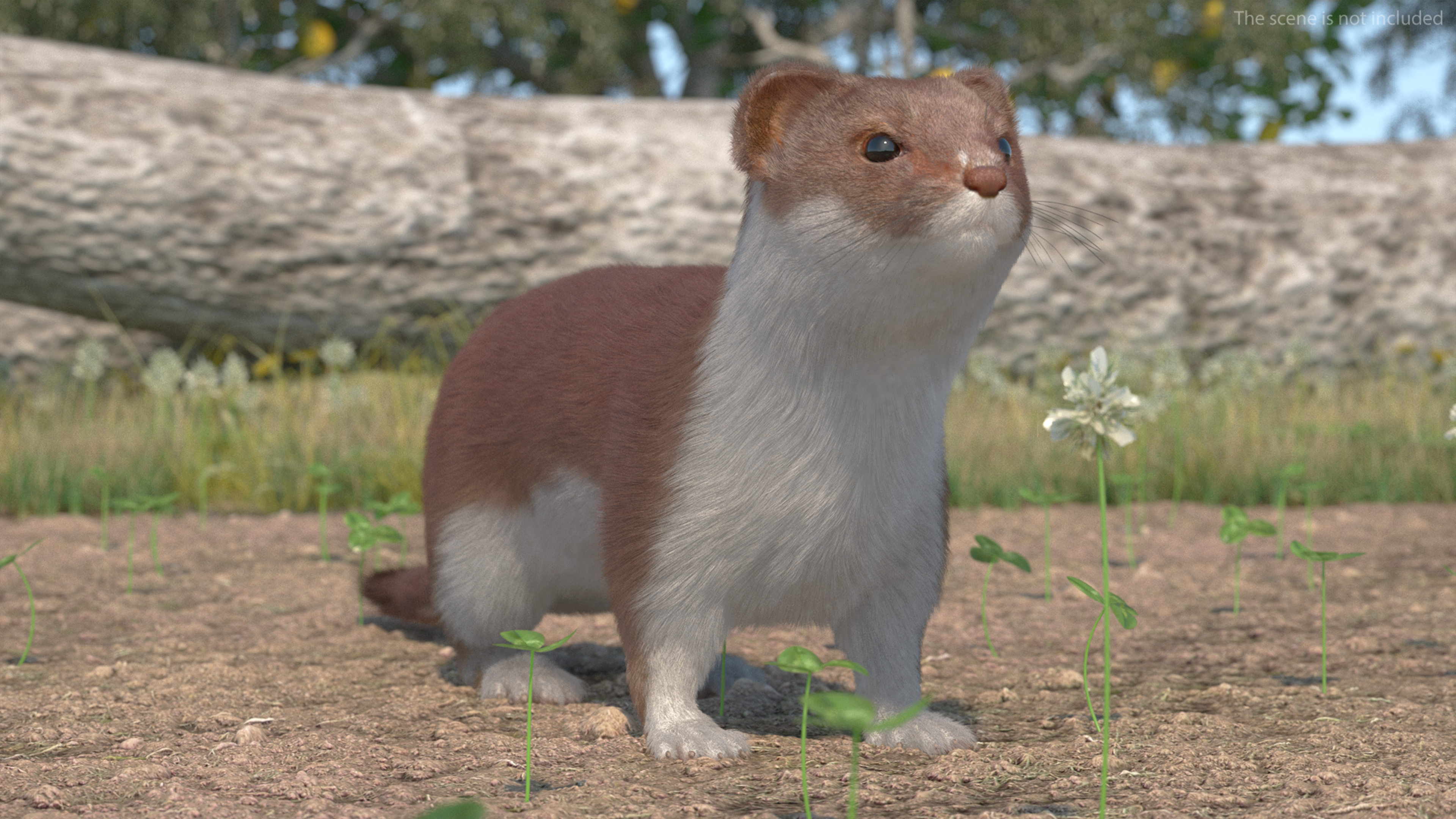 3D model Stoat Brown Fur