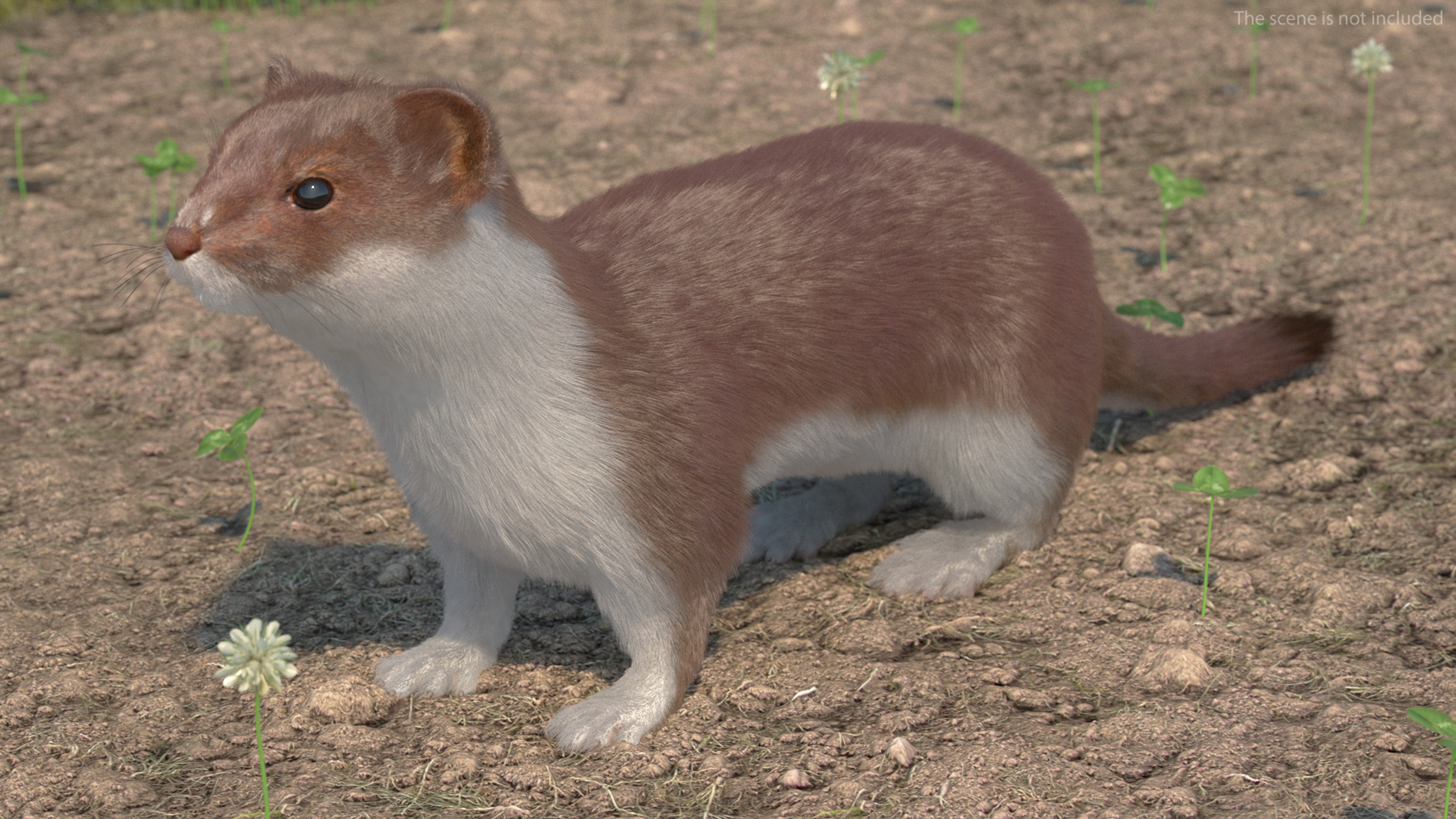 3D model Stoat Brown Fur