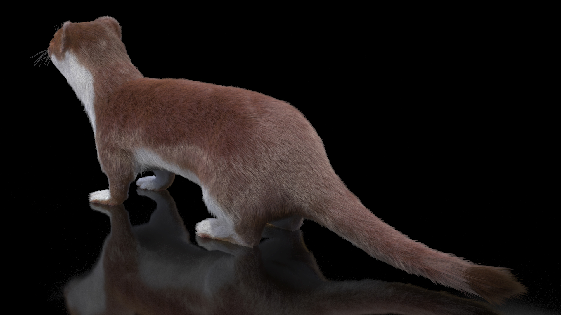 3D model Stoat Brown Fur