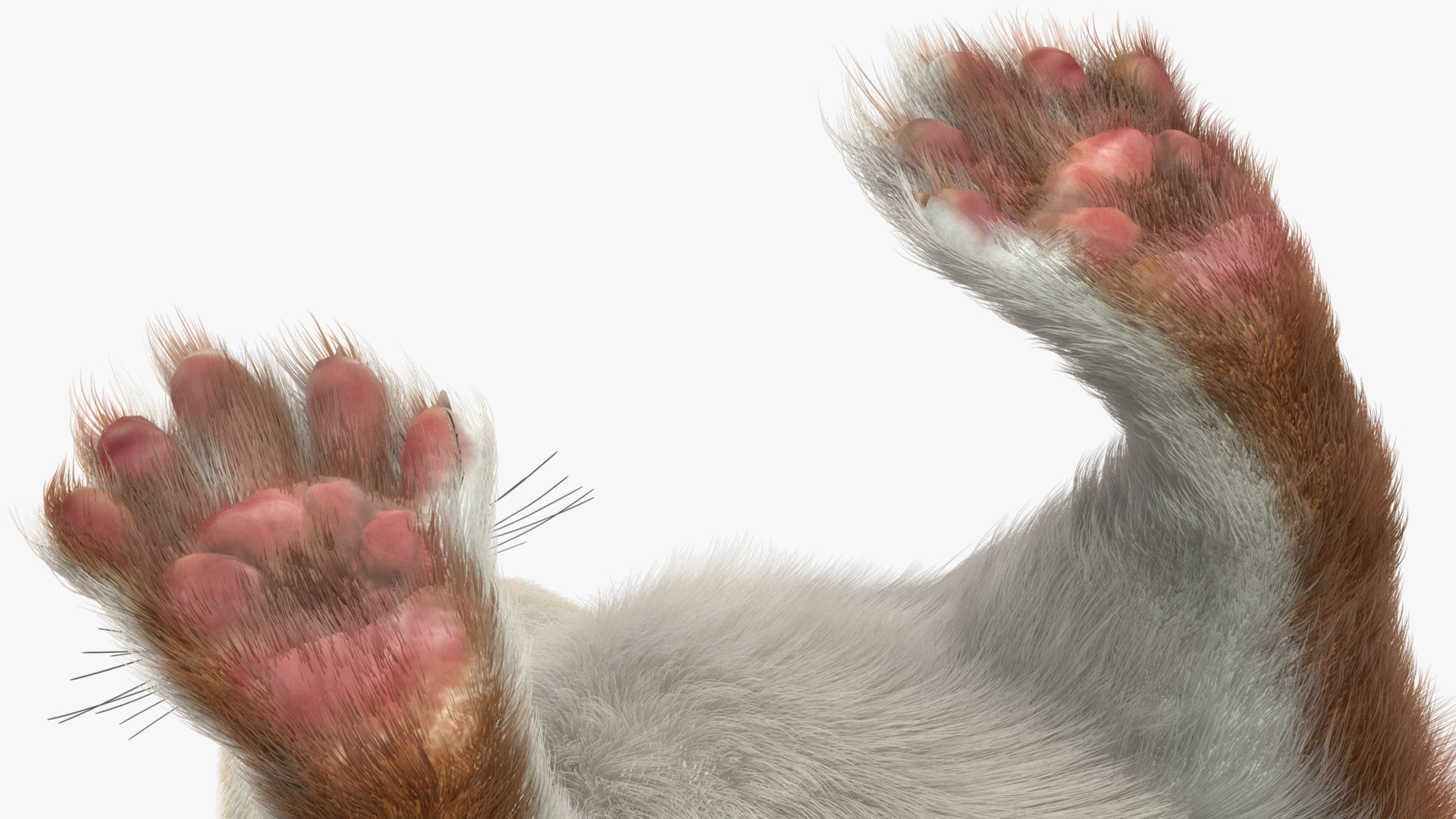 3D model Stoat Brown Fur