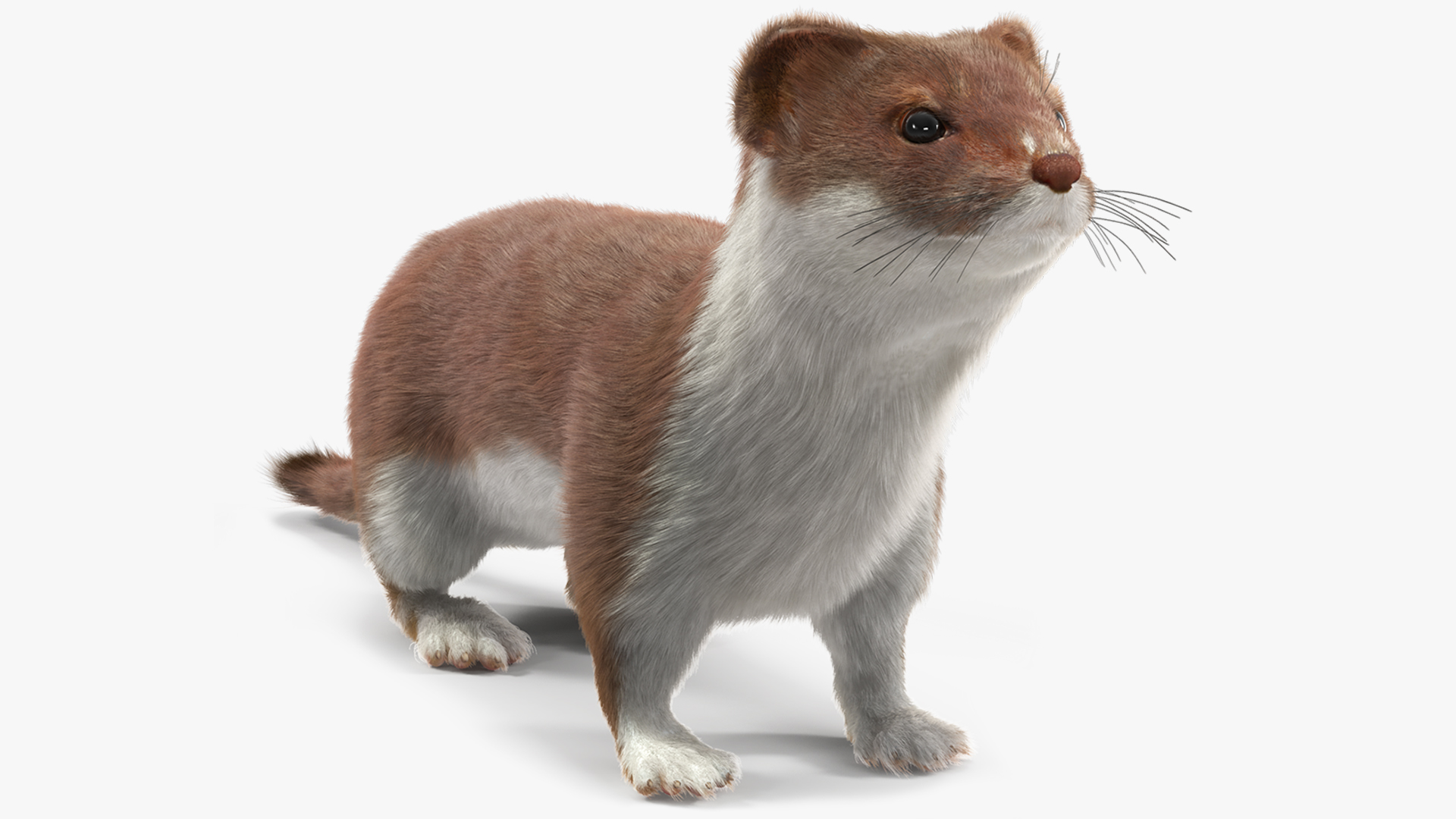 3D model Stoat Brown Fur