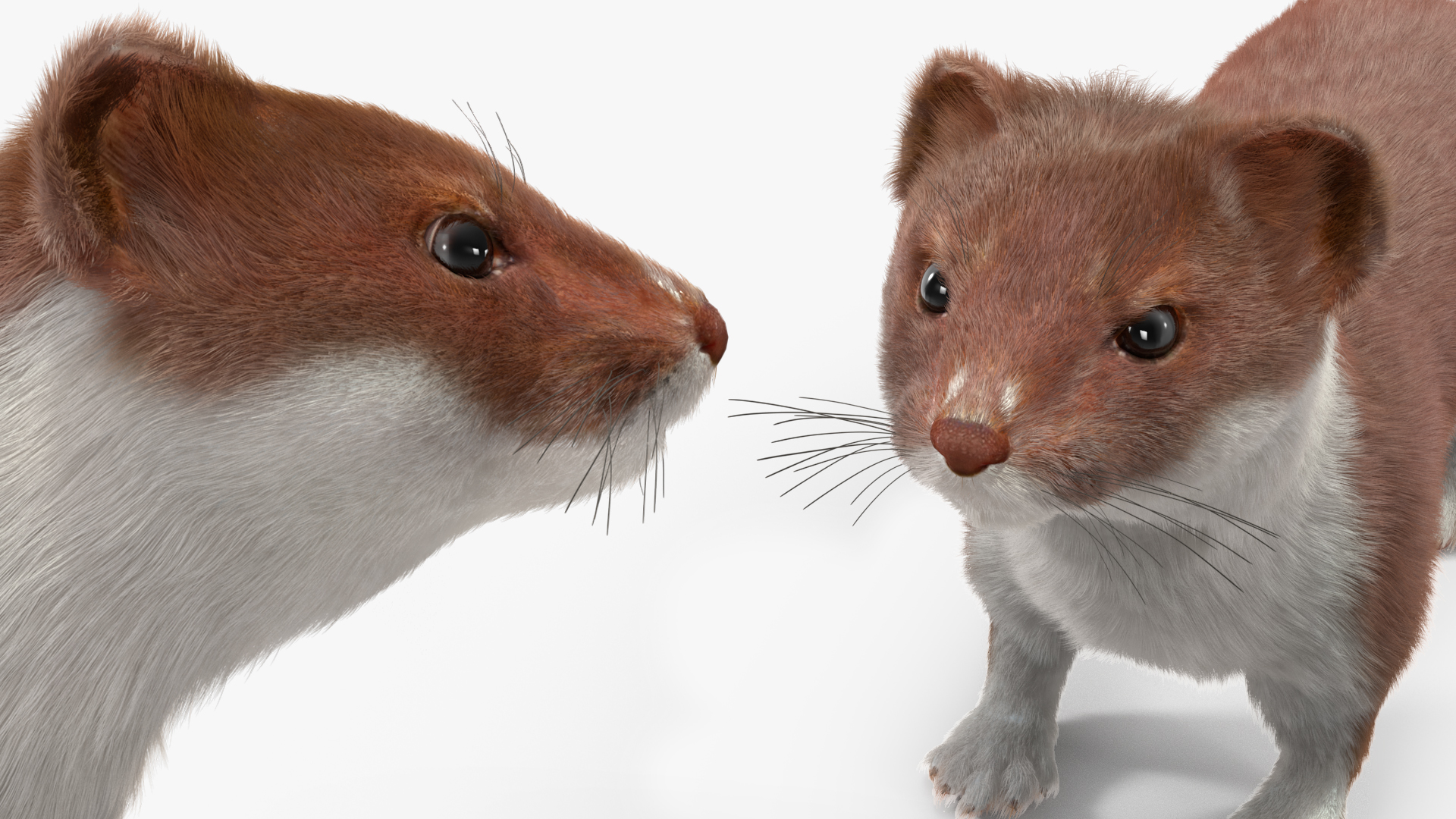 3D model Stoat Brown Fur