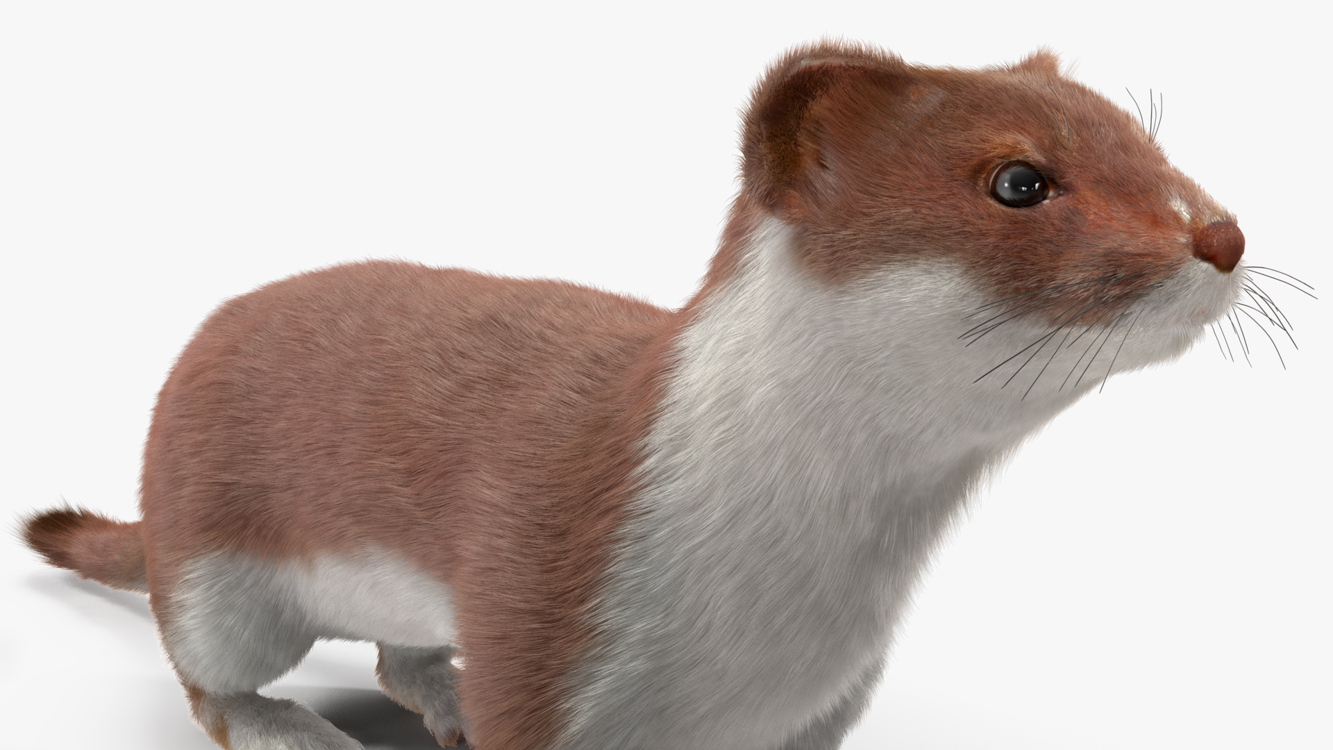 3D model Stoat Brown Fur