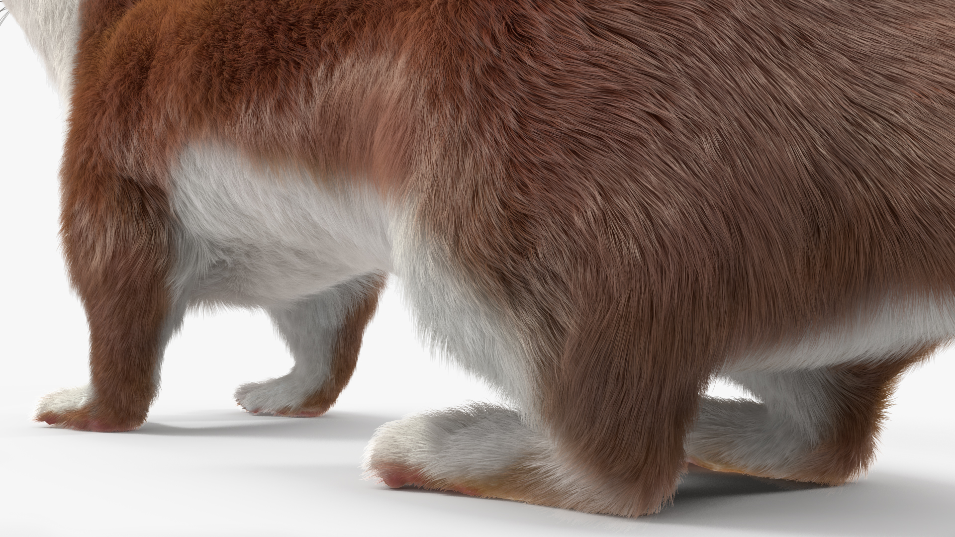 3D model Stoat Brown Fur