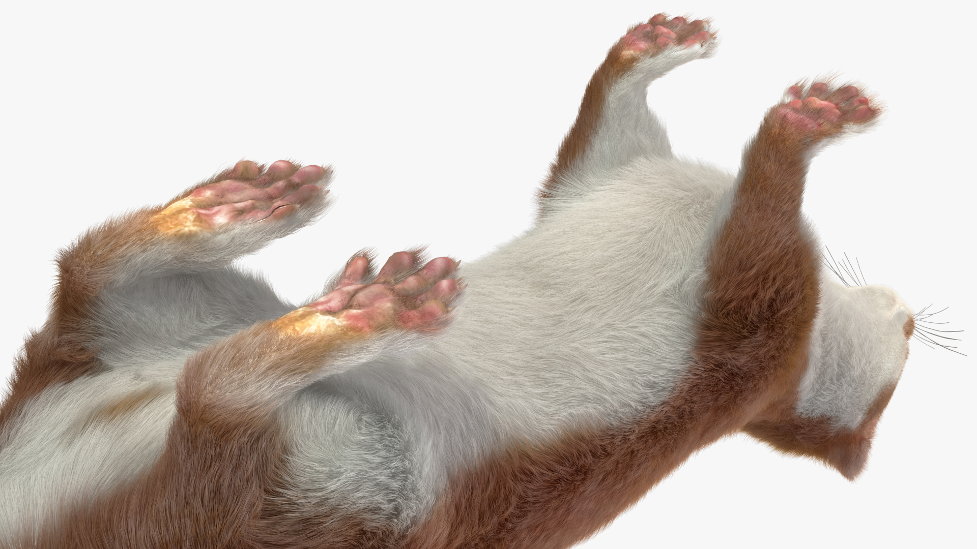 3D model Stoat Brown Fur