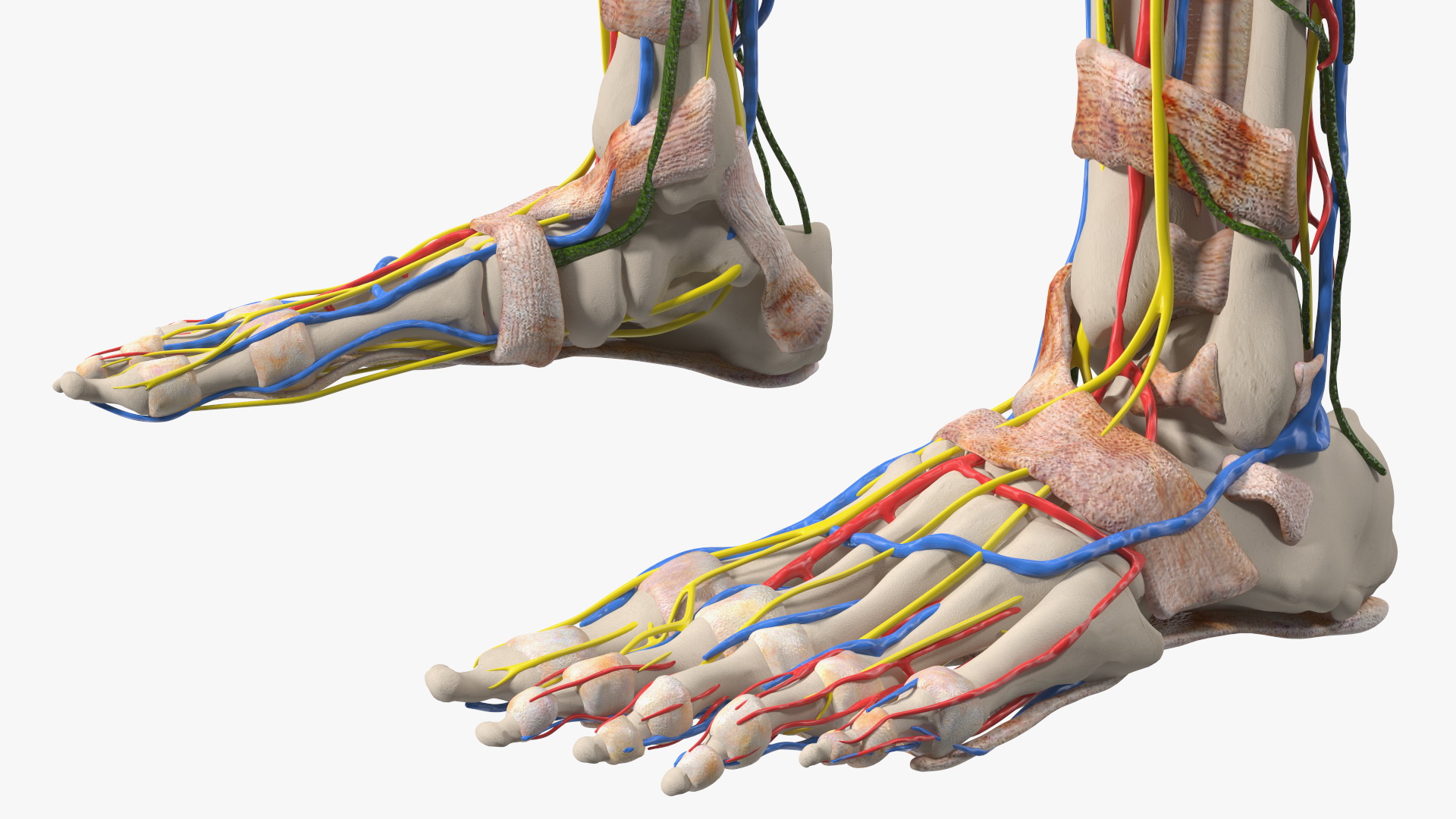 3D Young Man Body Anatomy without Muscles model