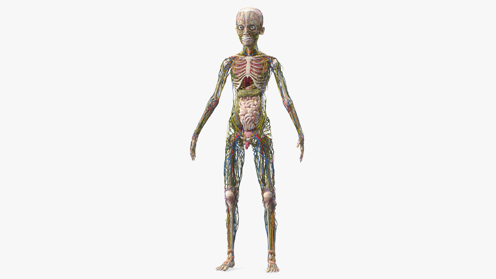 3D Young Man Body Anatomy without Muscles model
