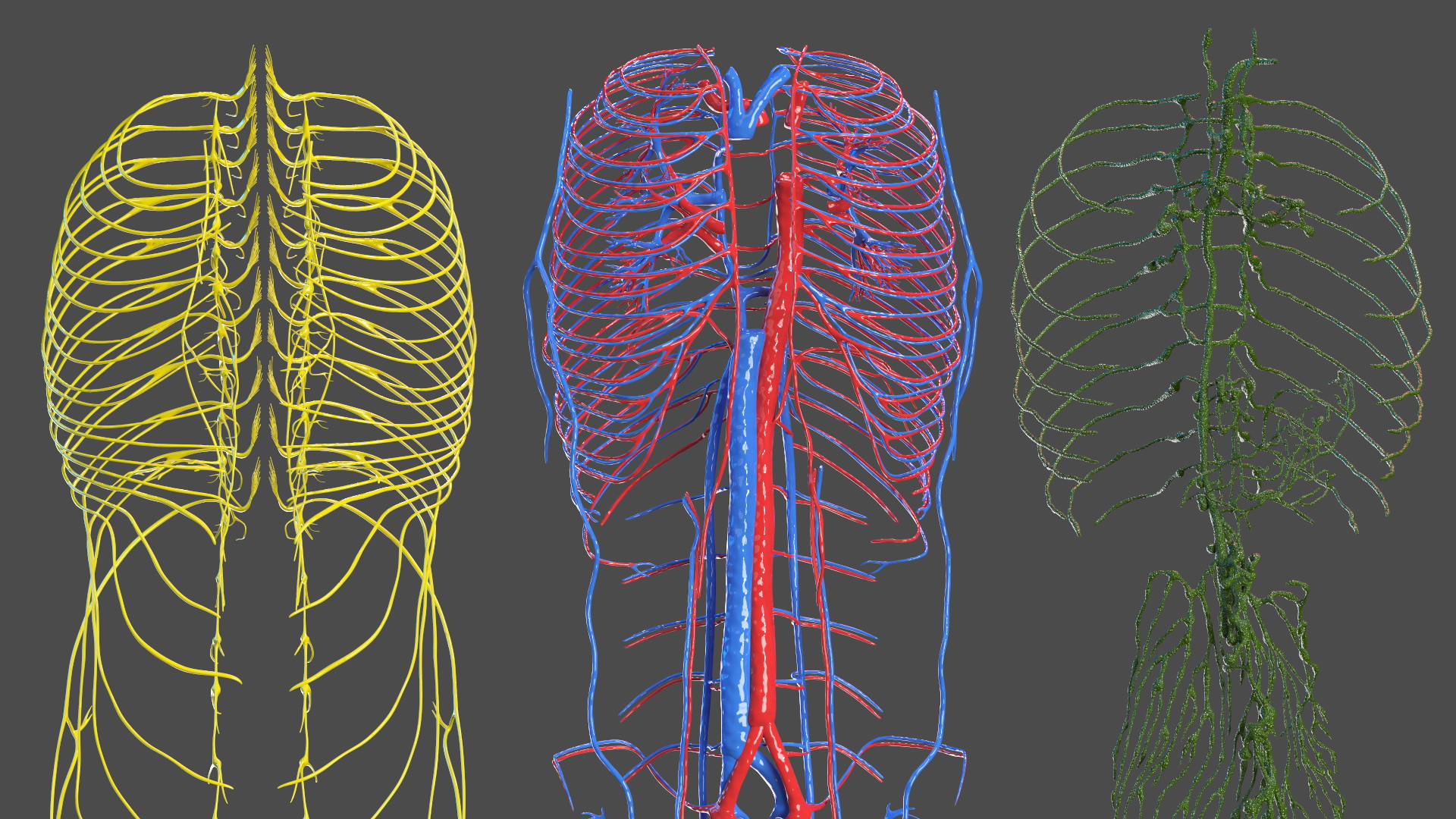 3D Young Man Body Anatomy without Muscles model