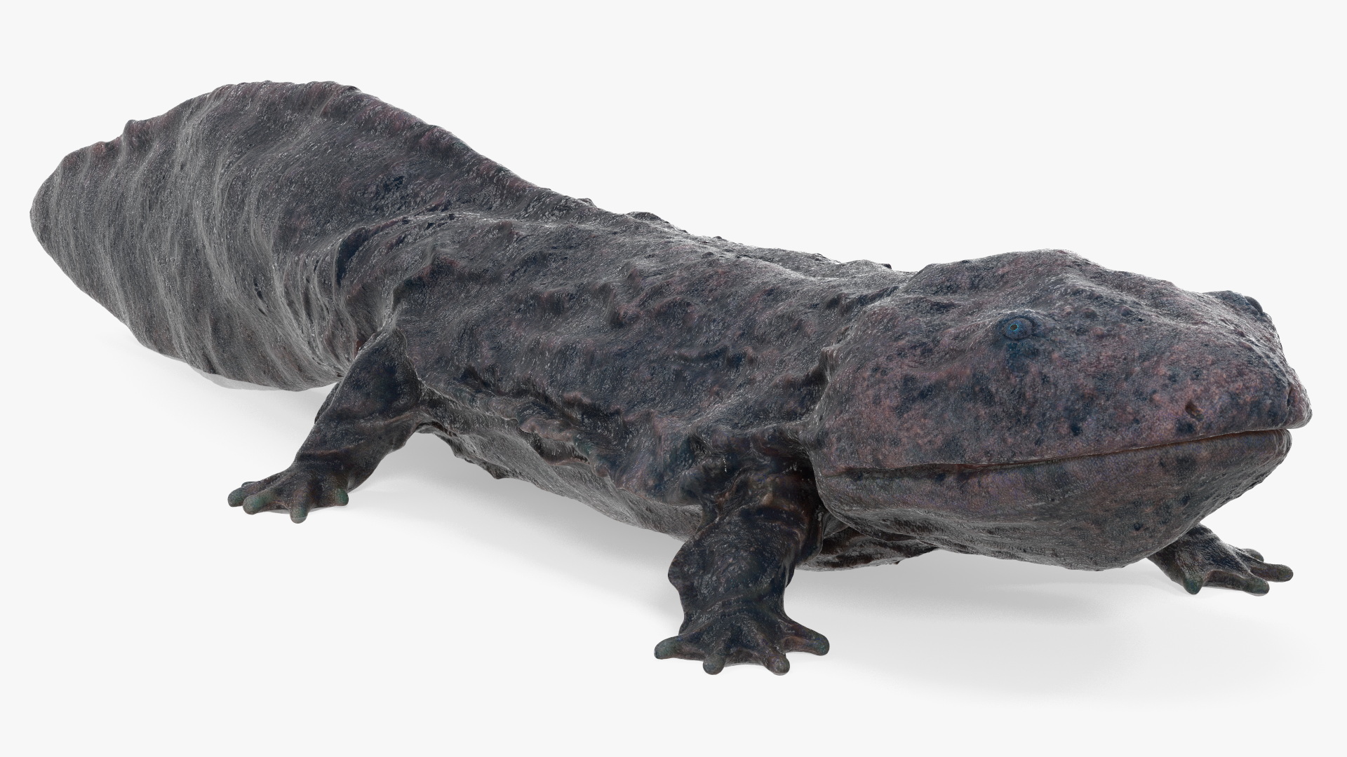 Andrias Davidianus Dark Wet Rigged 3D model
