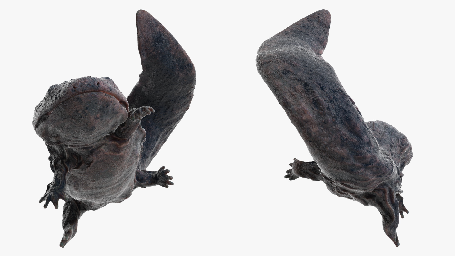 Andrias Davidianus Dark Wet Rigged 3D model
