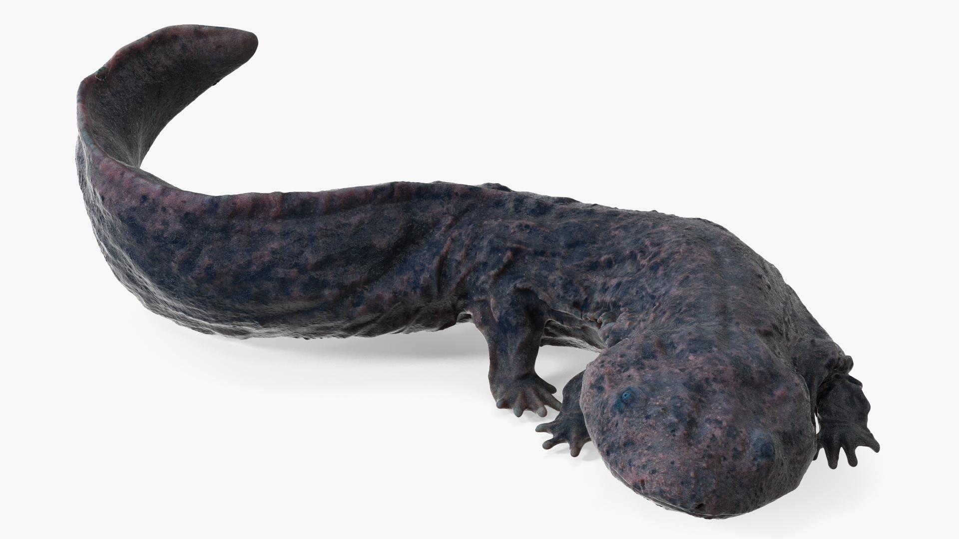 Andrias Davidianus Dark Wet Rigged 3D model