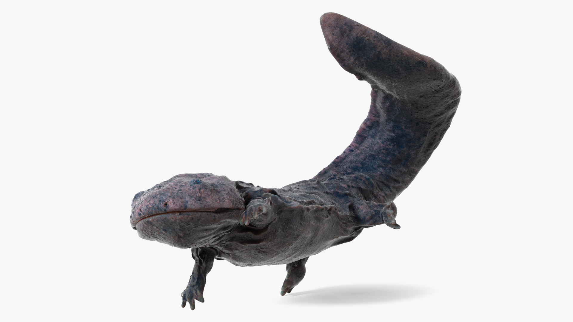 Andrias Davidianus Dark Wet Rigged 3D model