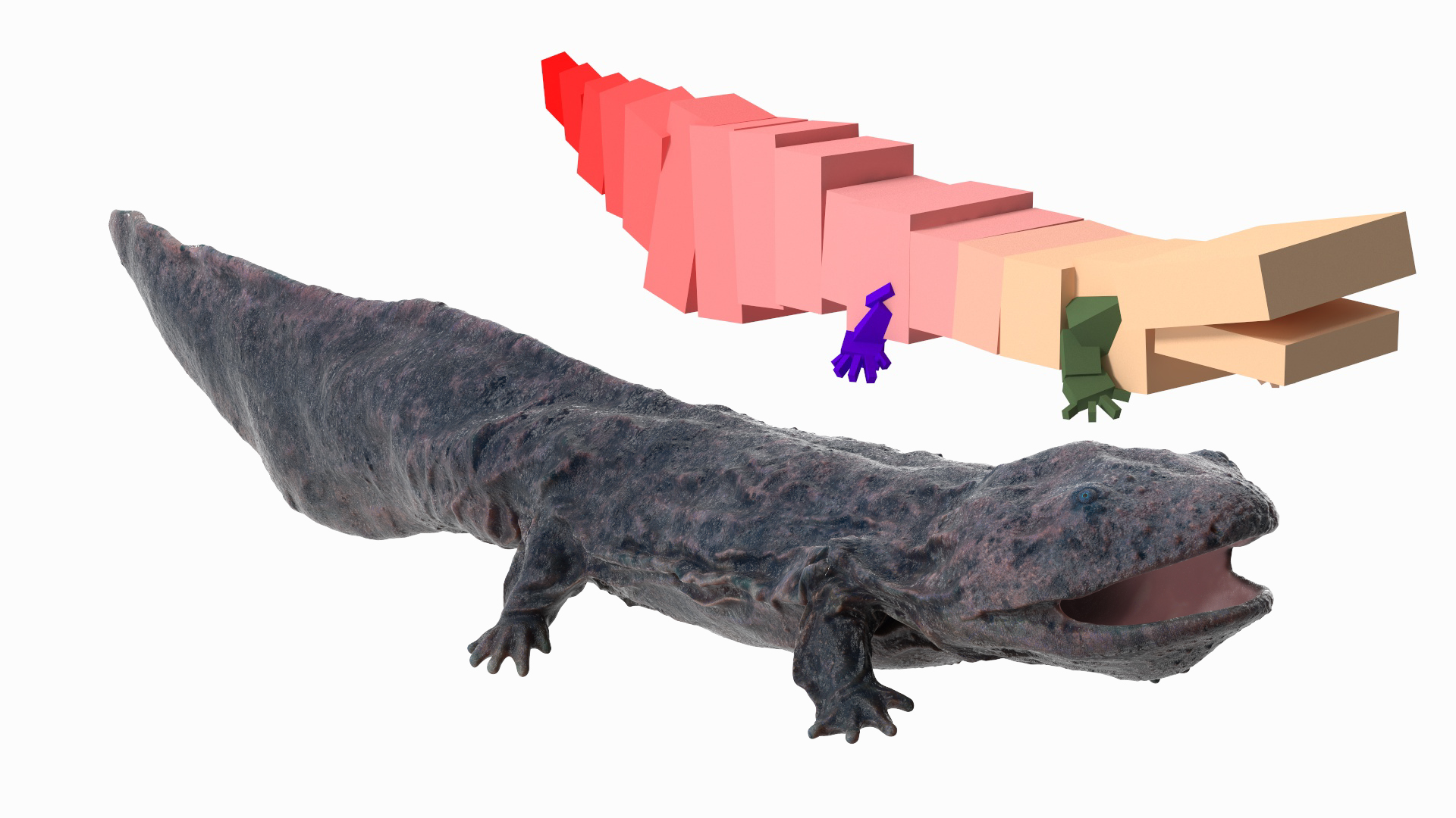 Andrias Davidianus Dark Wet Rigged 3D model