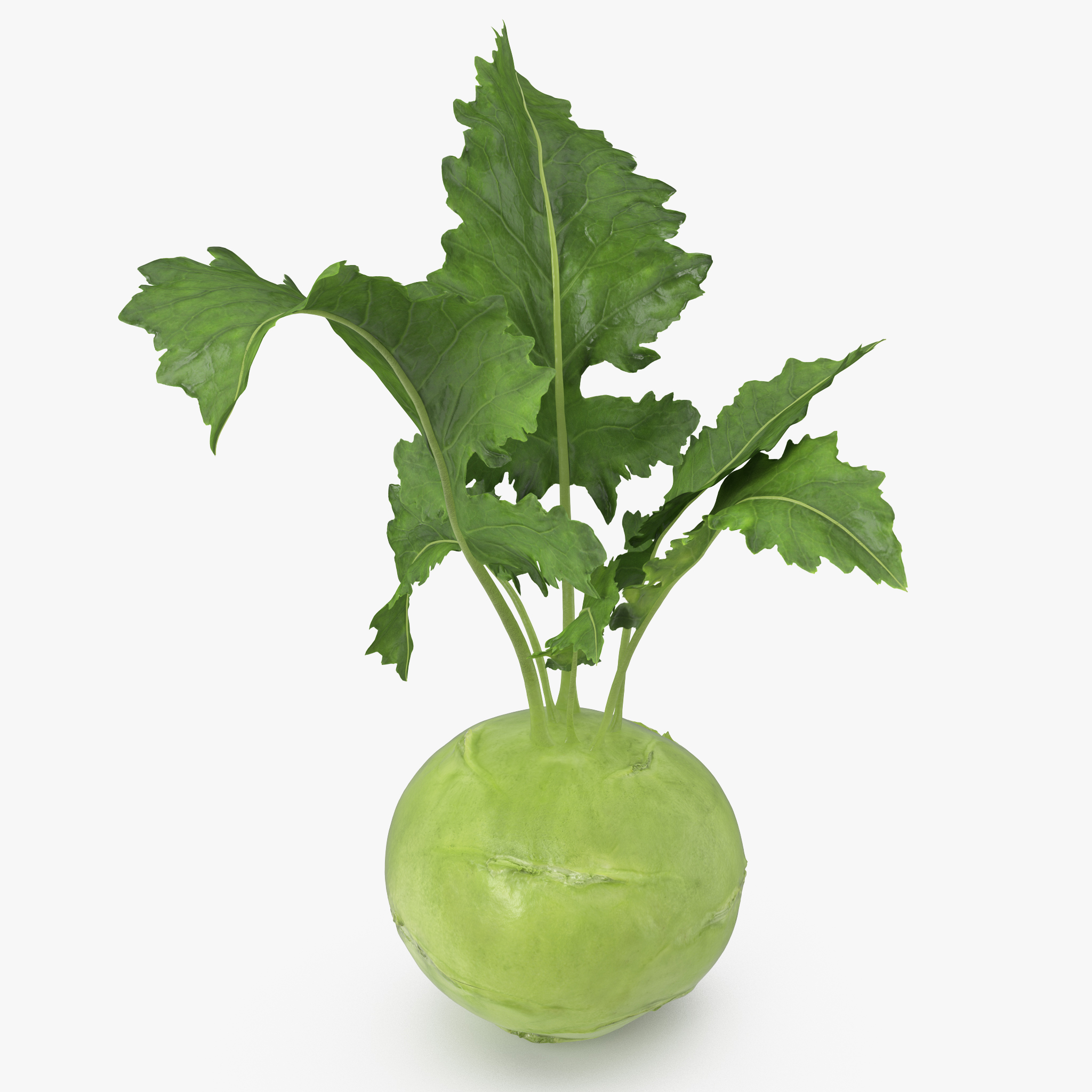 Kohlrabi German Turnip 3D Model