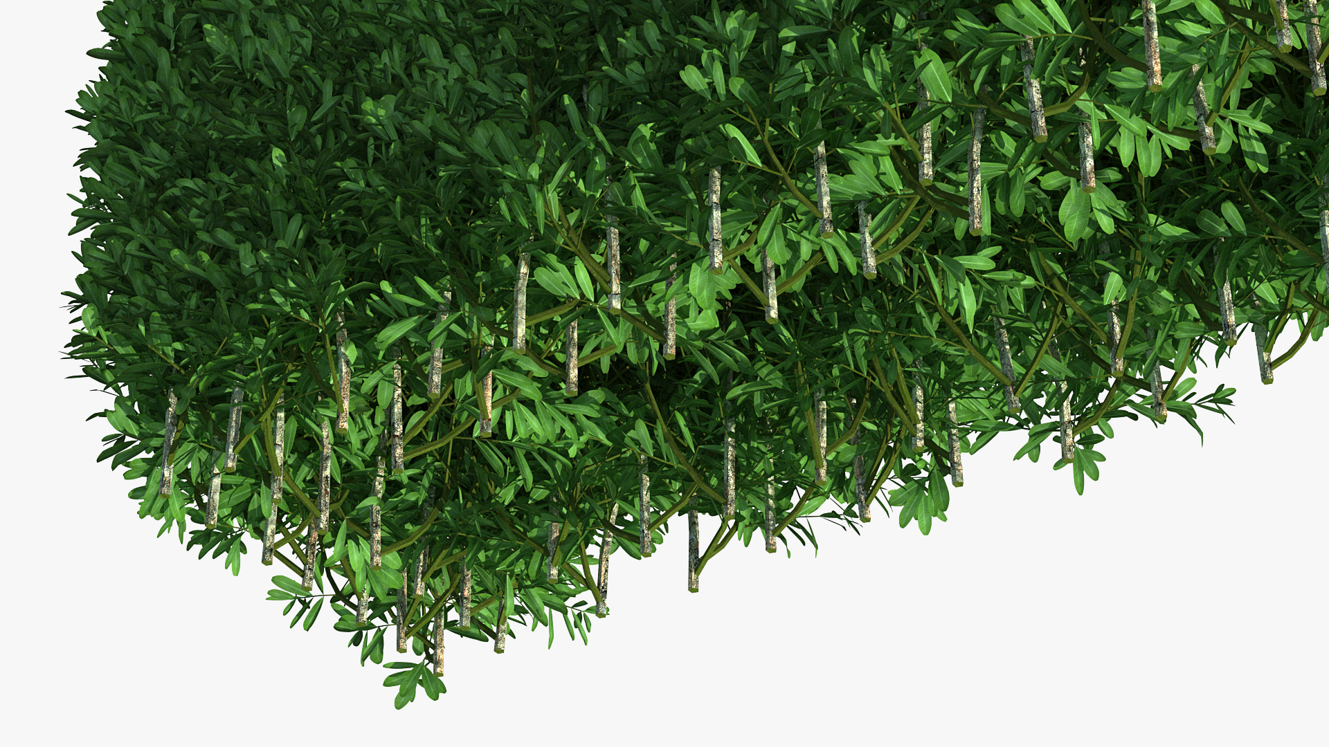 Boxwood Hedge Fence 3D model