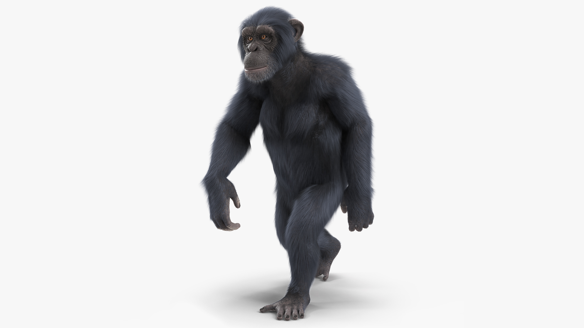 3D Animated Chimpanzee Walking Dark Skin Fur Rigged model
