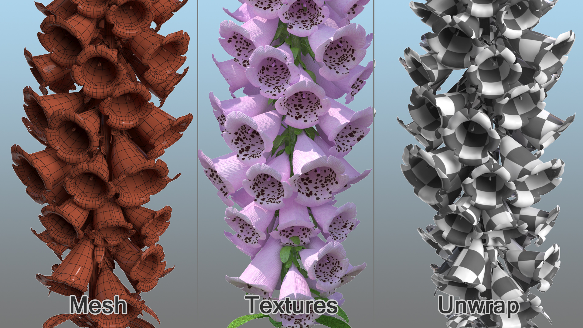 Digitalis Purpurea Plant 3D model