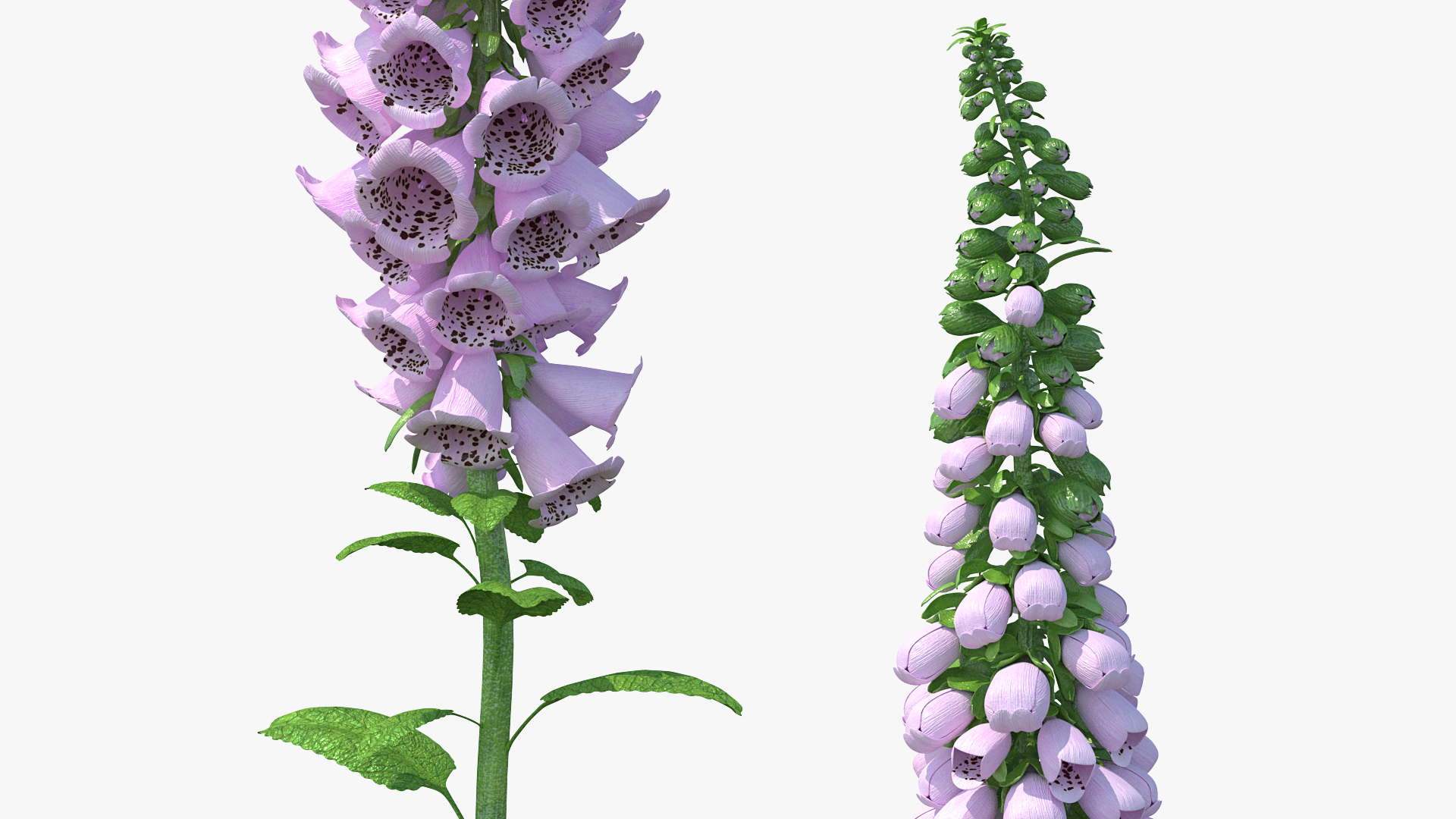 Digitalis Purpurea Plant 3D model