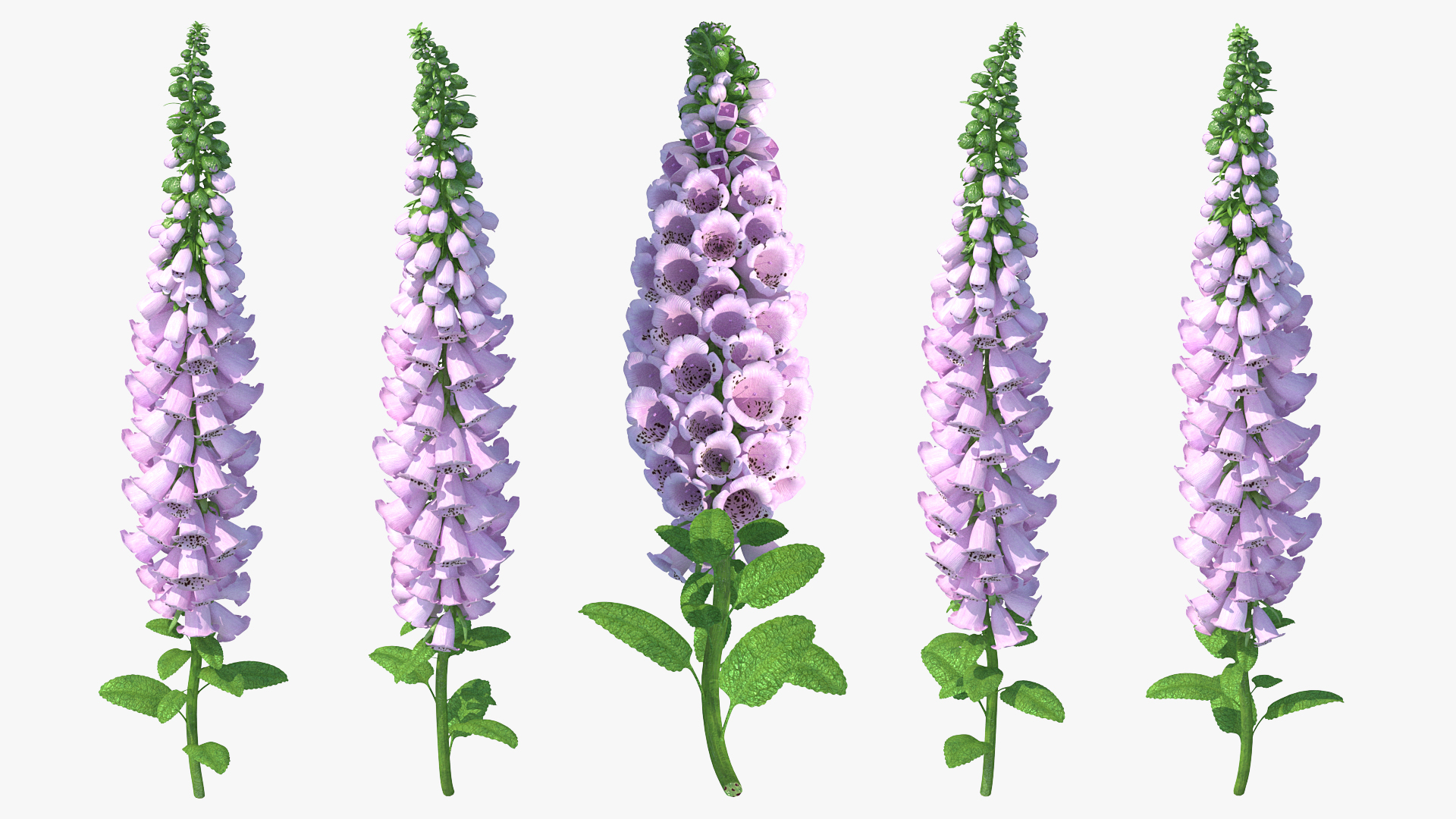 Digitalis Purpurea Plant 3D model