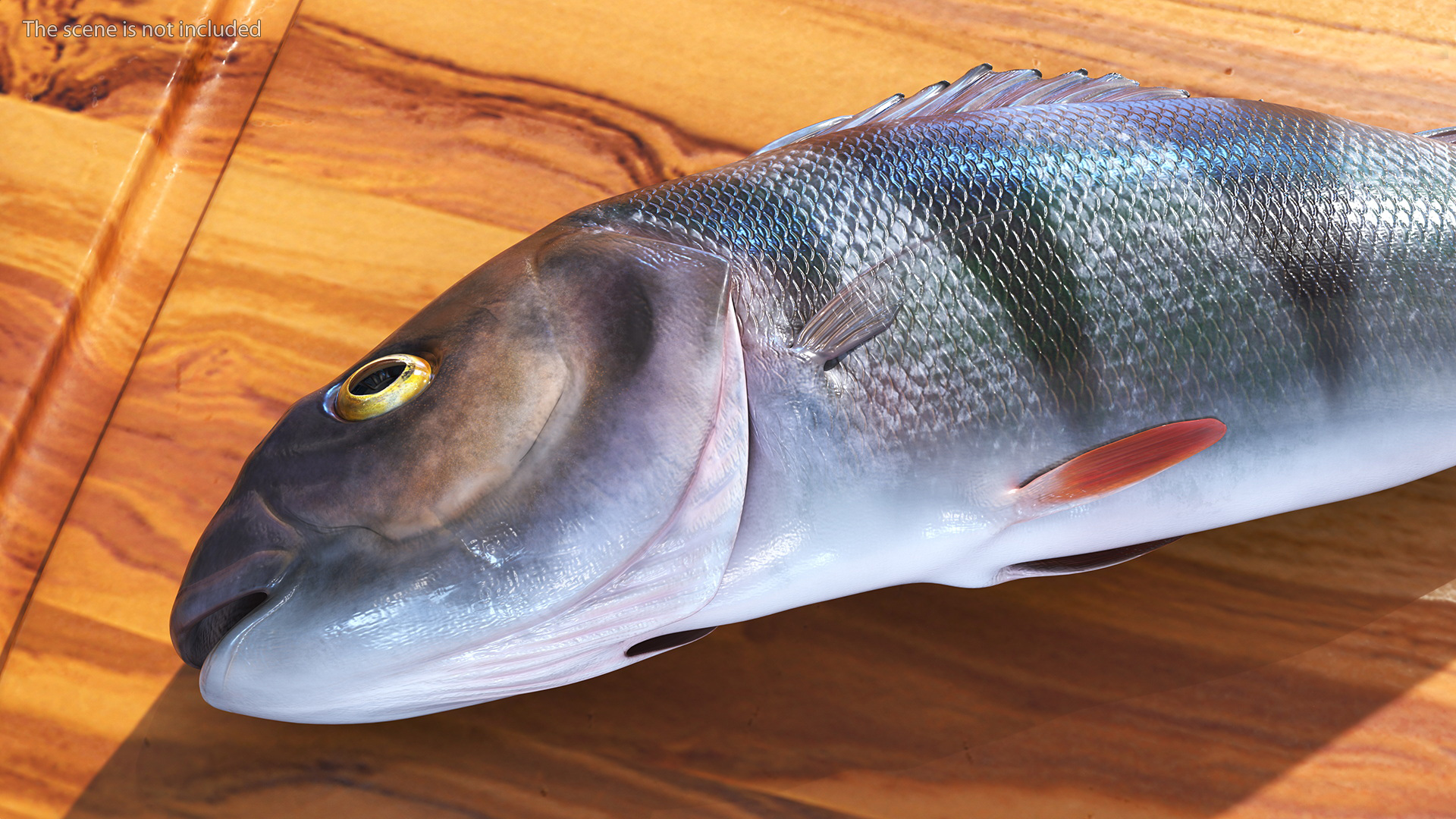 3D model Caught Perca Fluviatilis Fish Lying