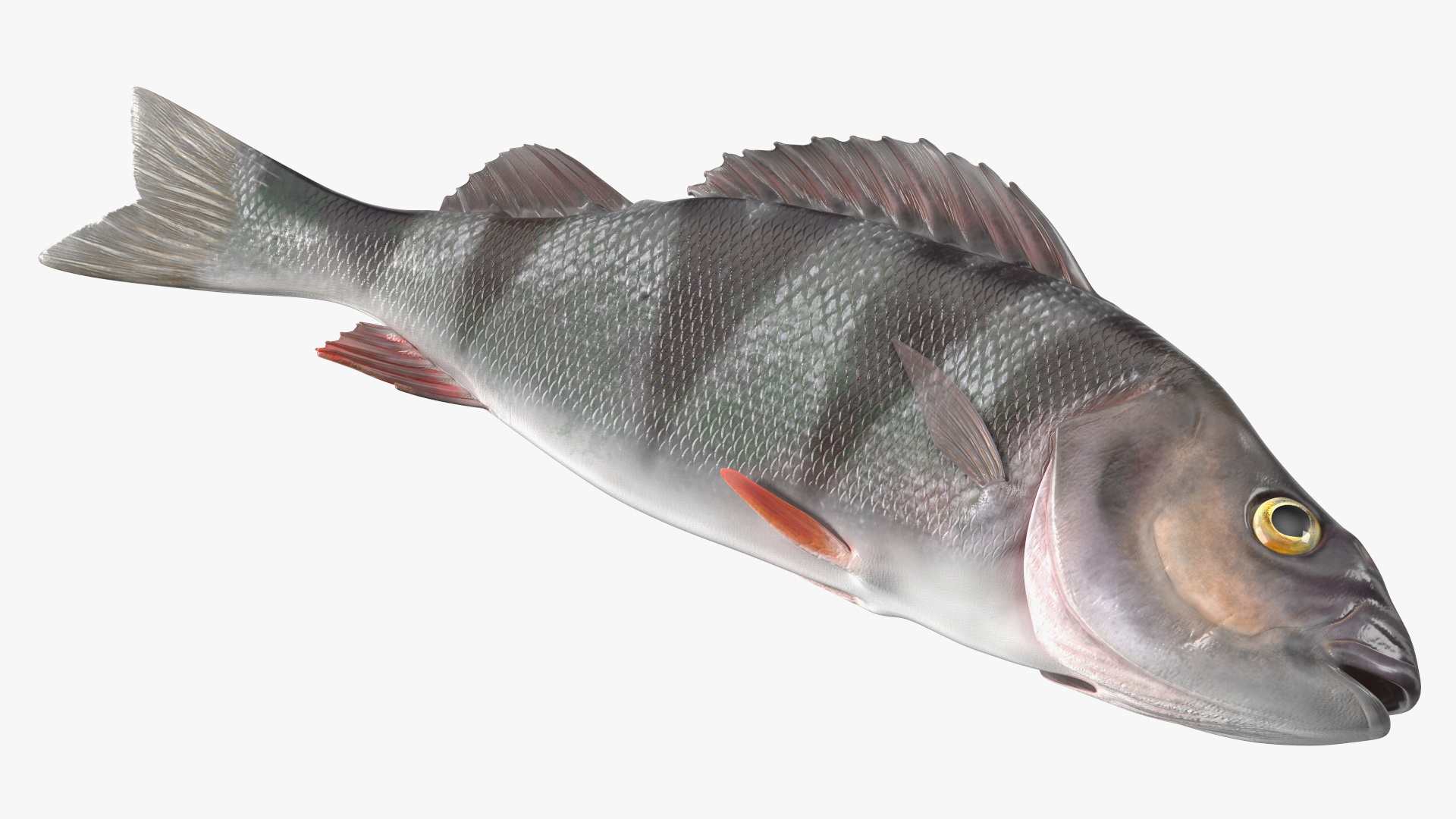 3D model Caught Perca Fluviatilis Fish Lying