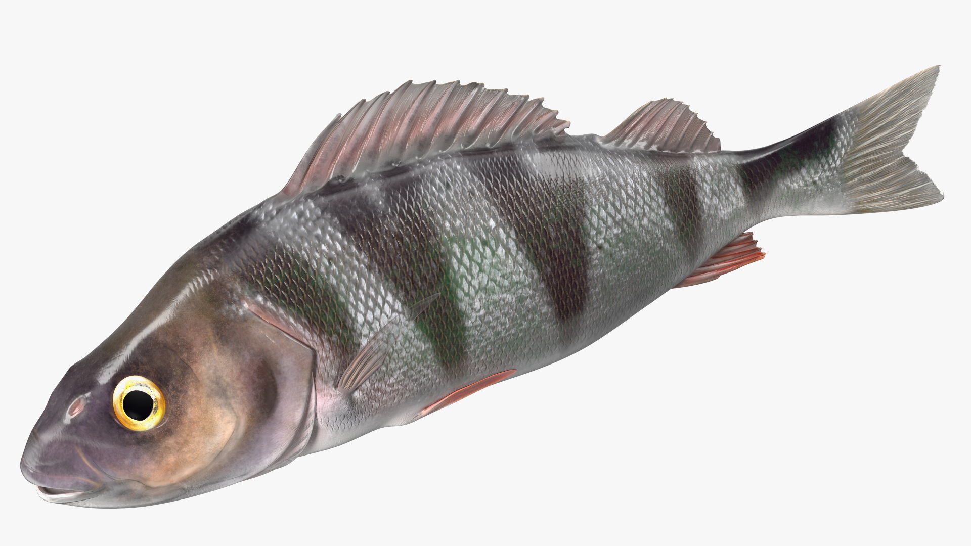 3D model Caught Perca Fluviatilis Fish Lying