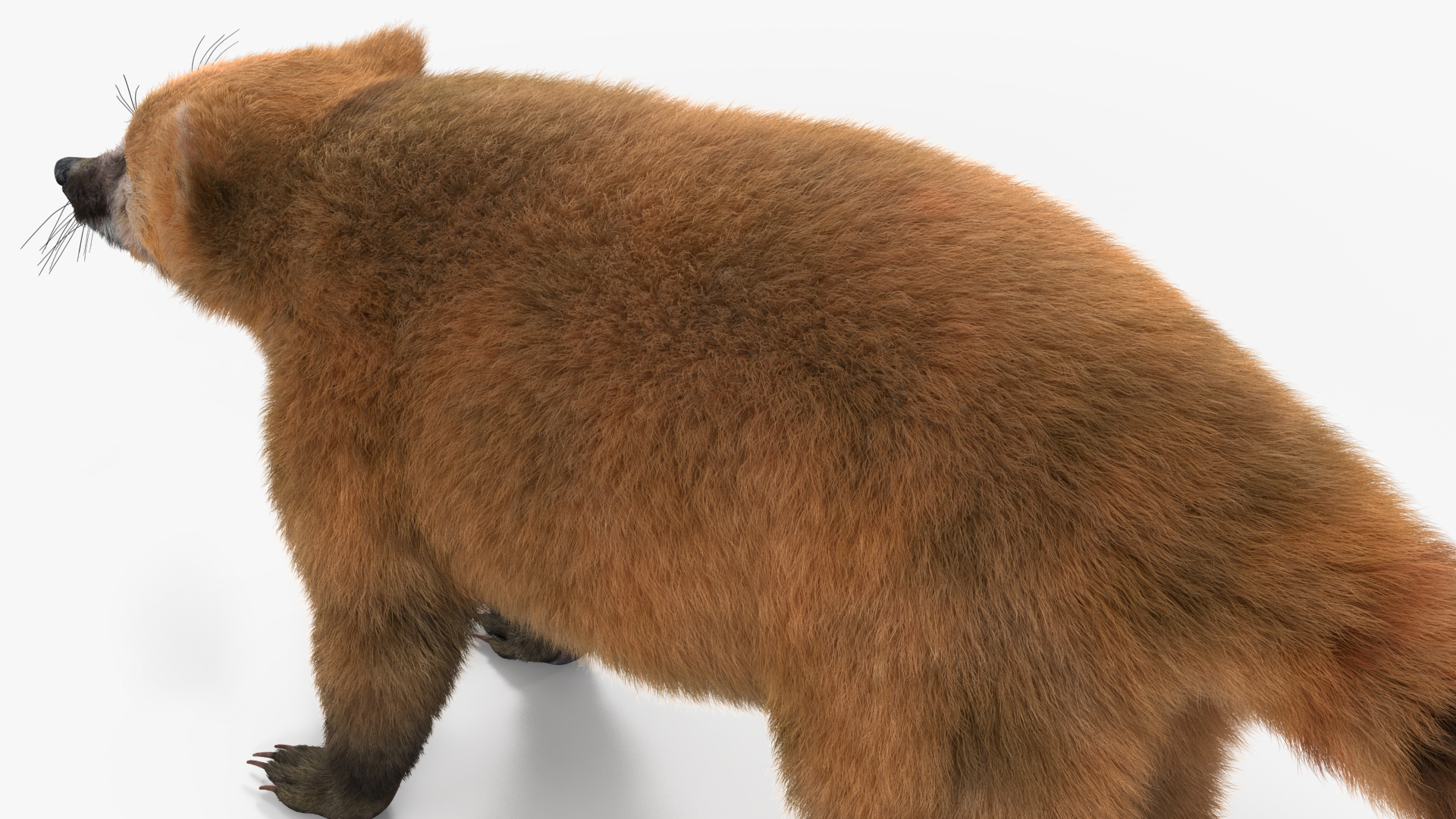 Nasua Nasua Fur Rigged 3D