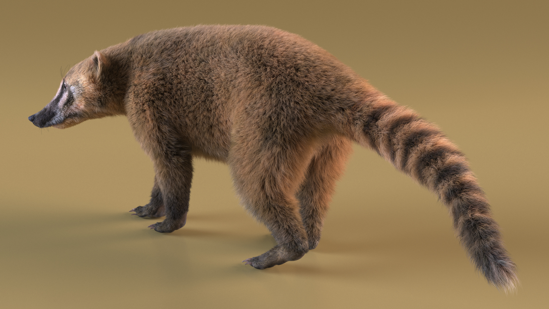 Nasua Nasua Fur Rigged 3D