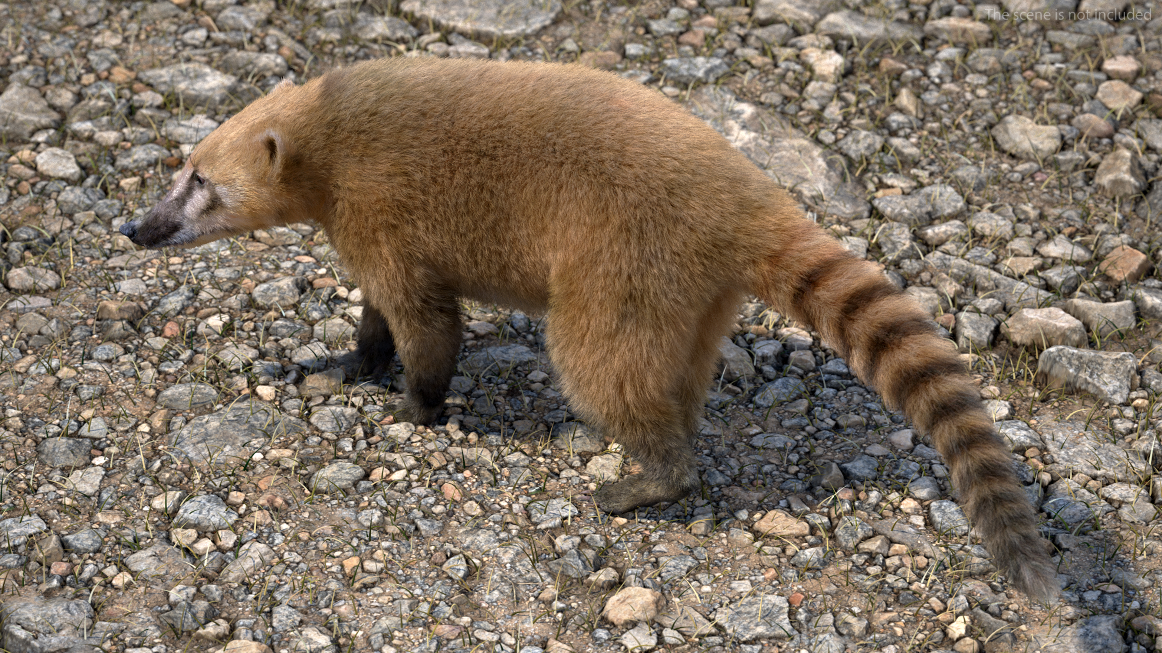 Nasua Nasua Fur Rigged 3D