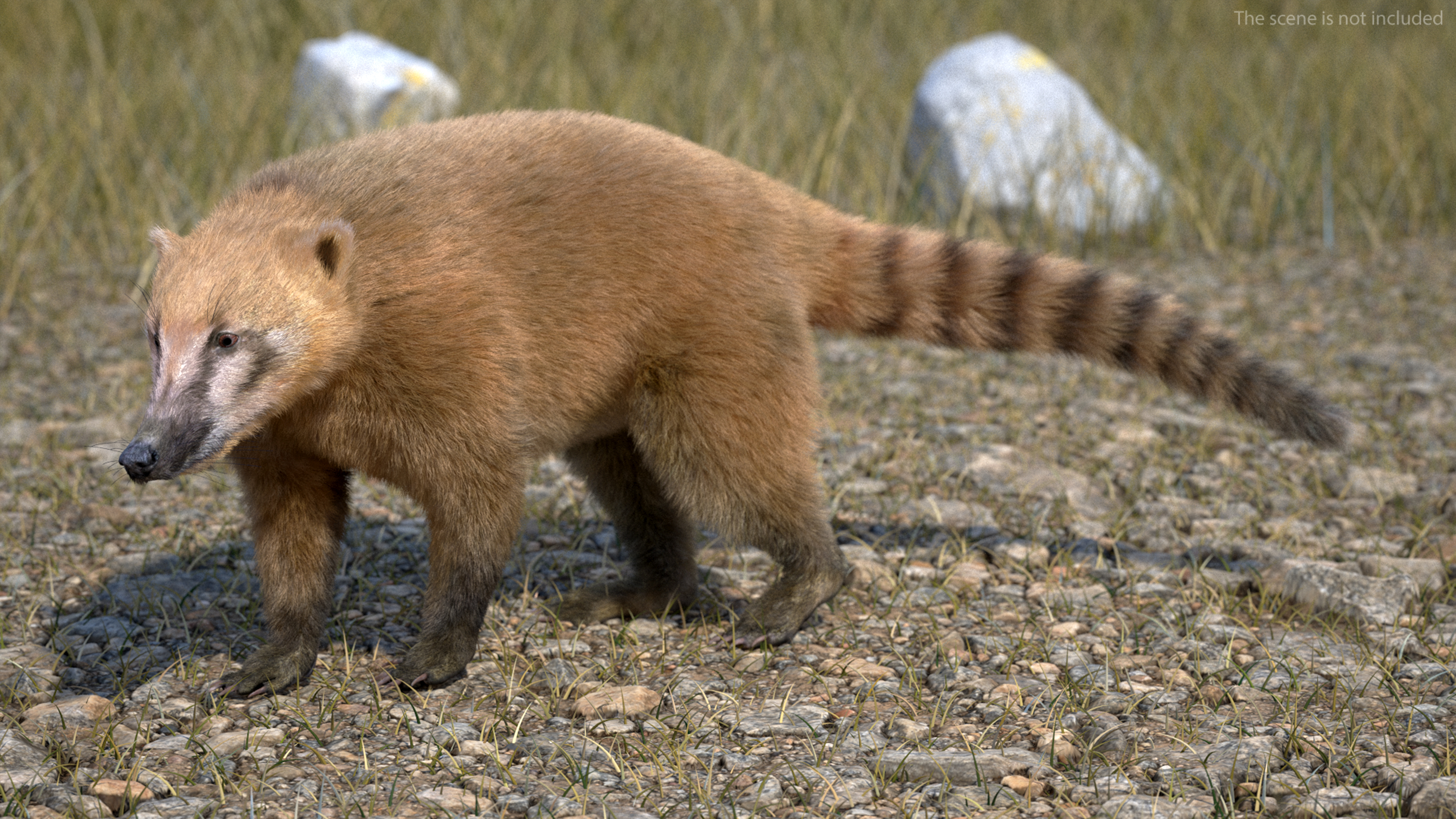 Nasua Nasua Fur Rigged 3D
