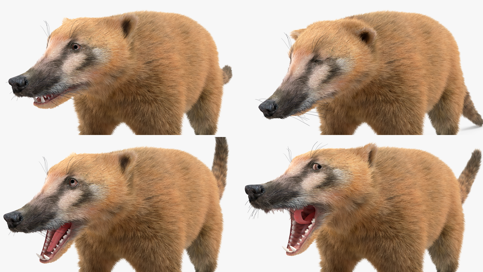 Nasua Nasua Fur Rigged 3D