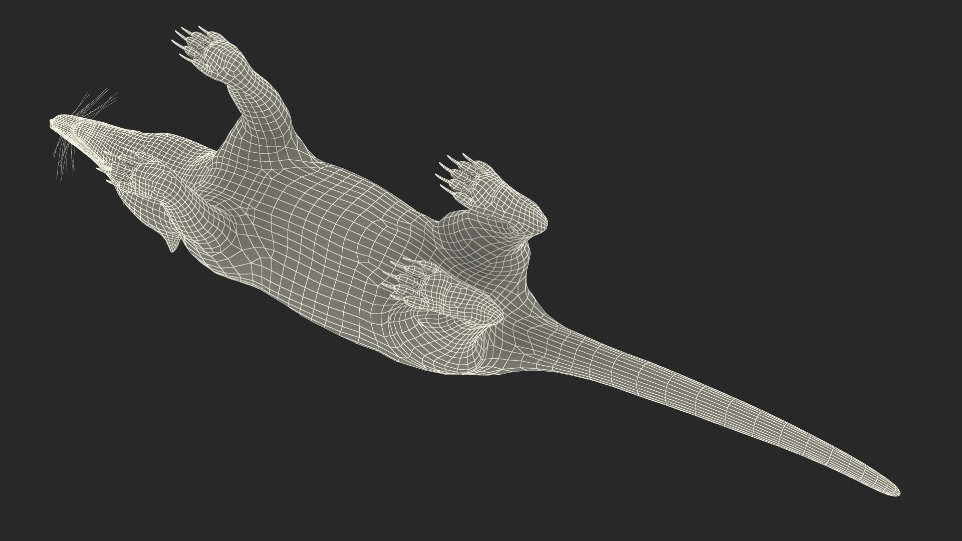 Nasua Nasua Fur Rigged 3D