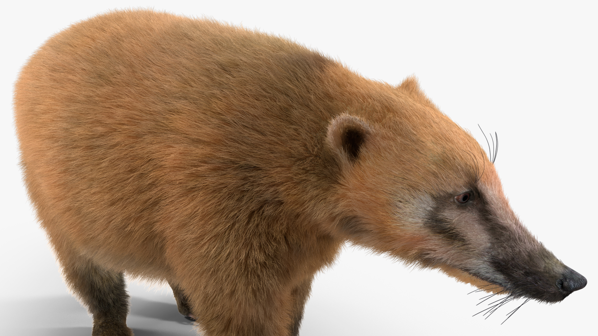 Nasua Nasua Fur Rigged 3D