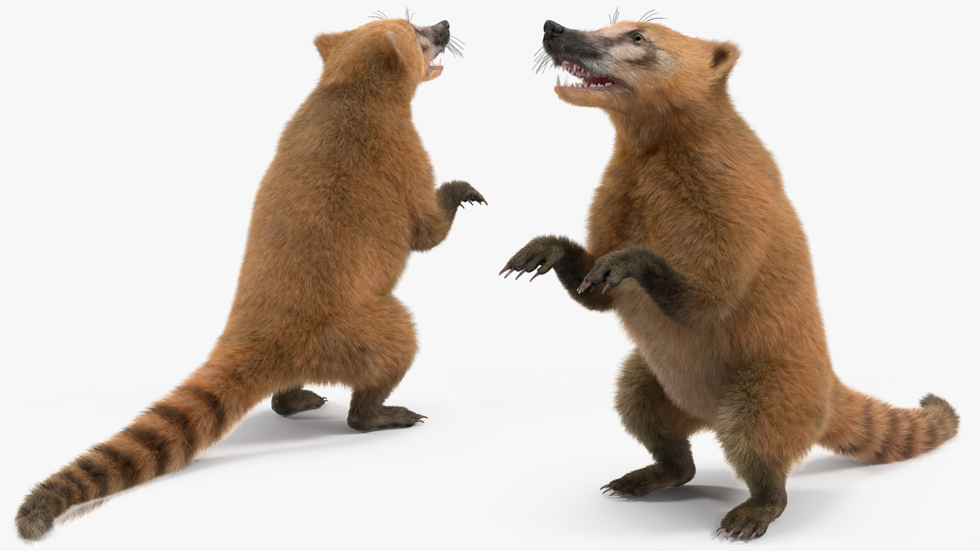 Nasua Nasua Fur Rigged 3D
