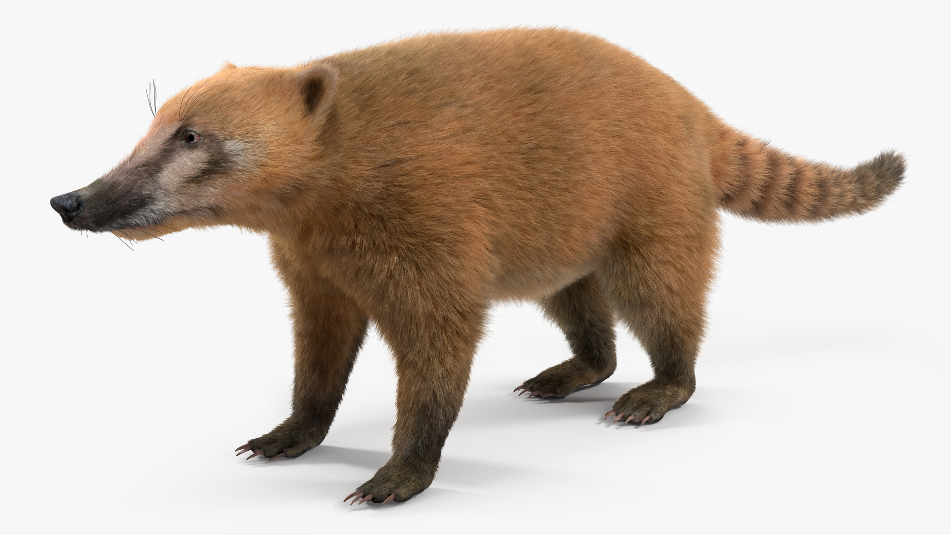 Nasua Nasua Fur Rigged 3D