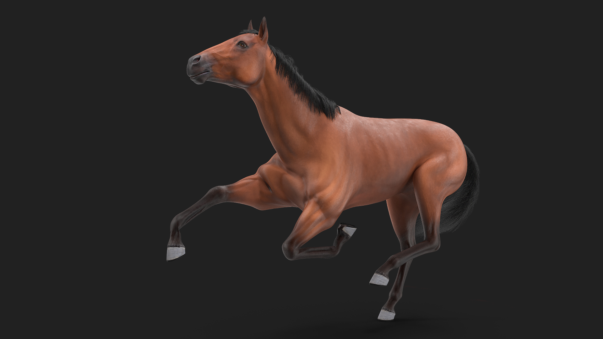 3D model Bay Horse Fur Rigged