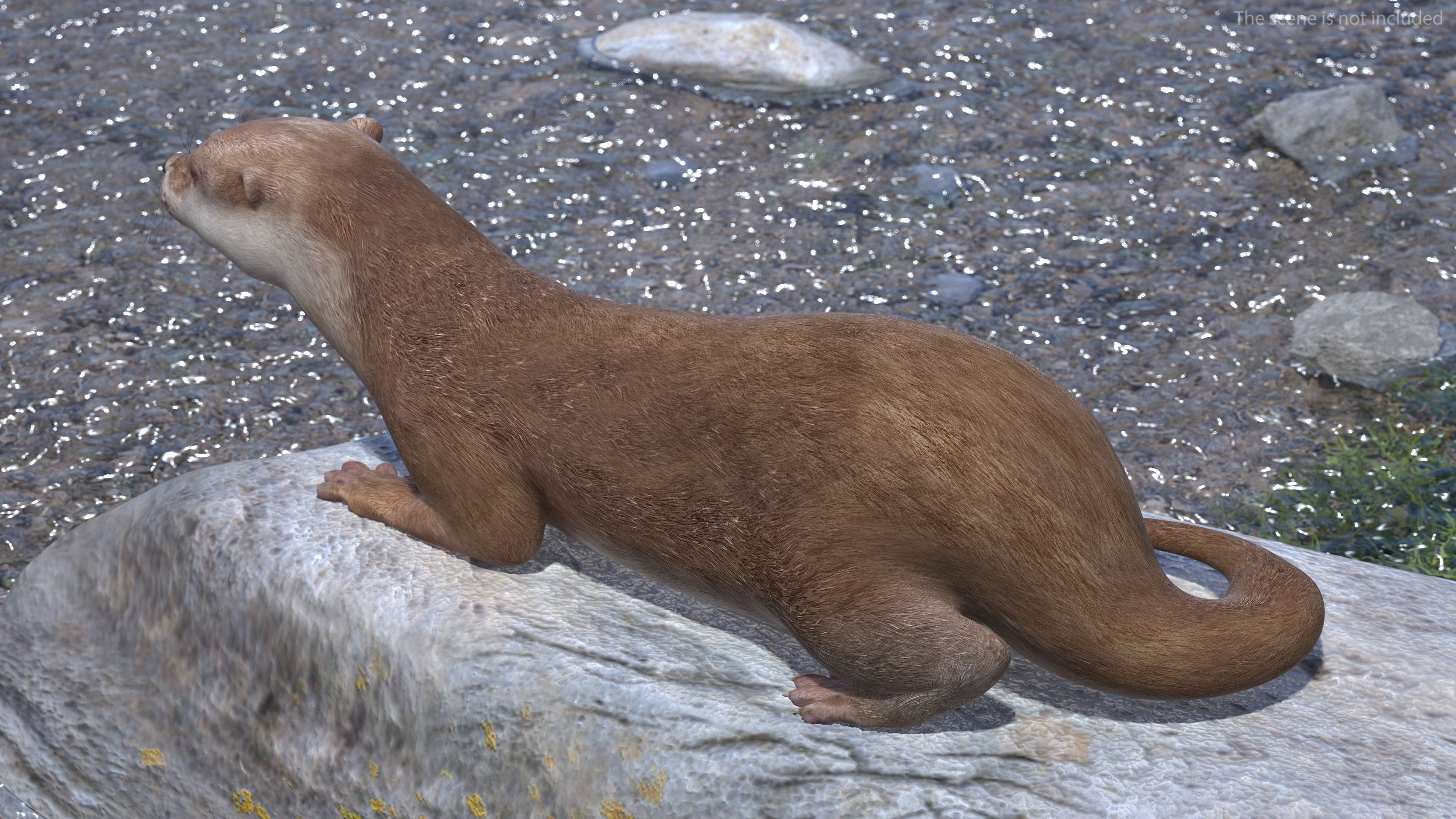 River Otter Lying Pose 3D