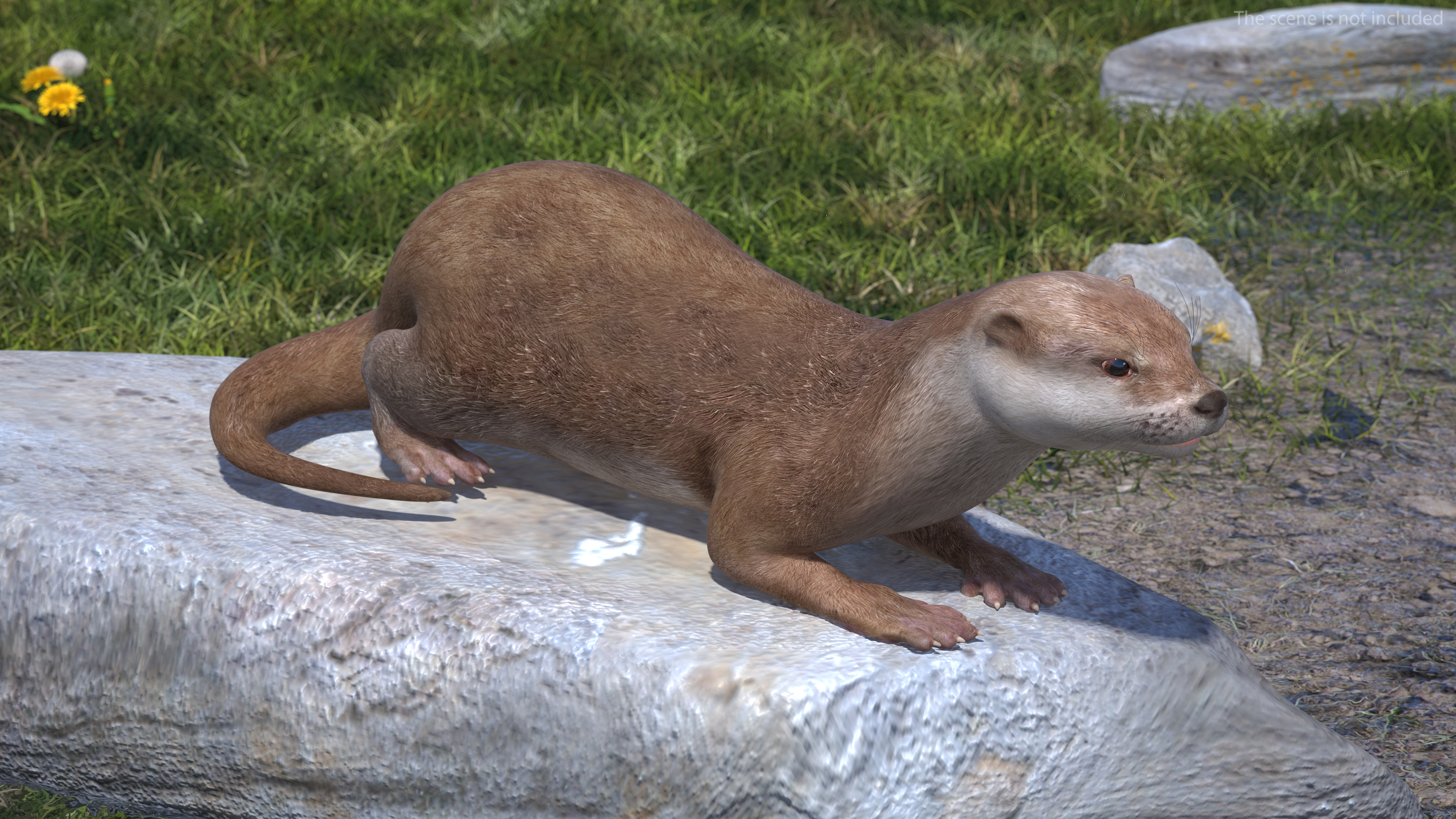 River Otter Lying Pose 3D