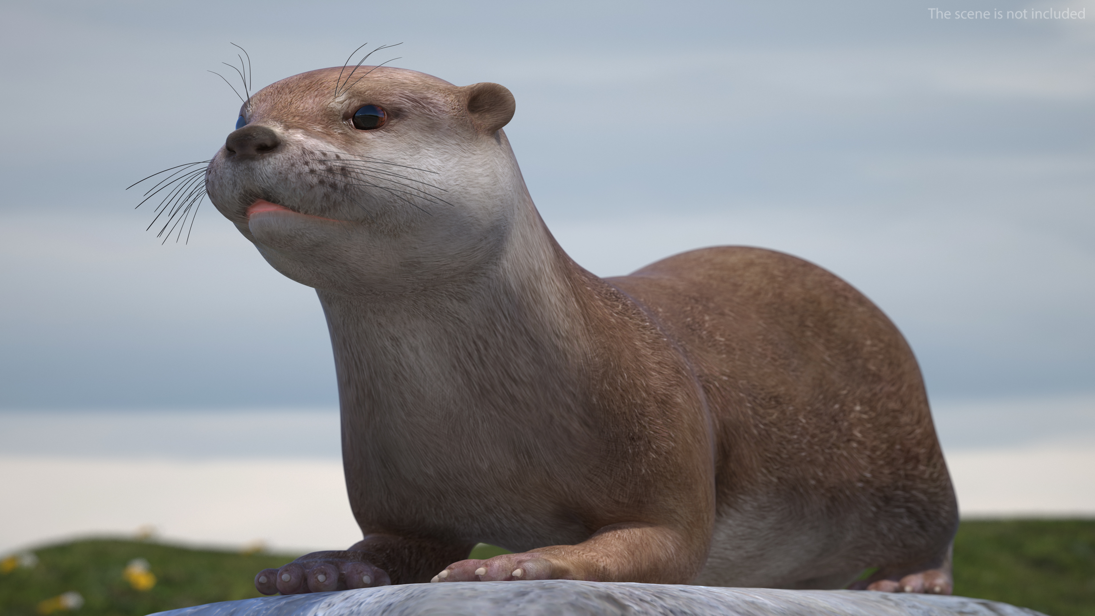 River Otter Lying Pose 3D