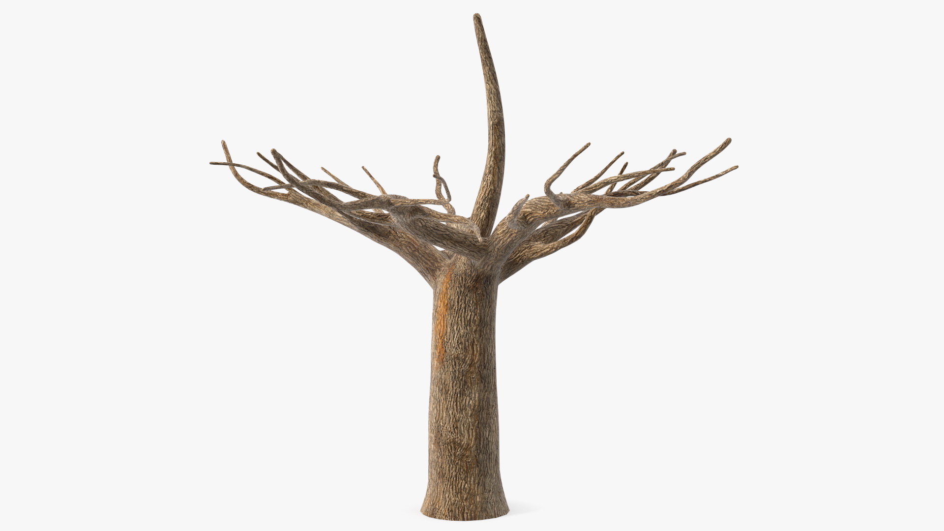 3D Morus Tree Trunk