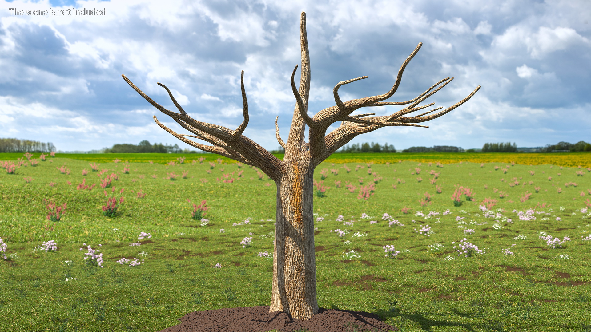 3D Morus Tree Trunk