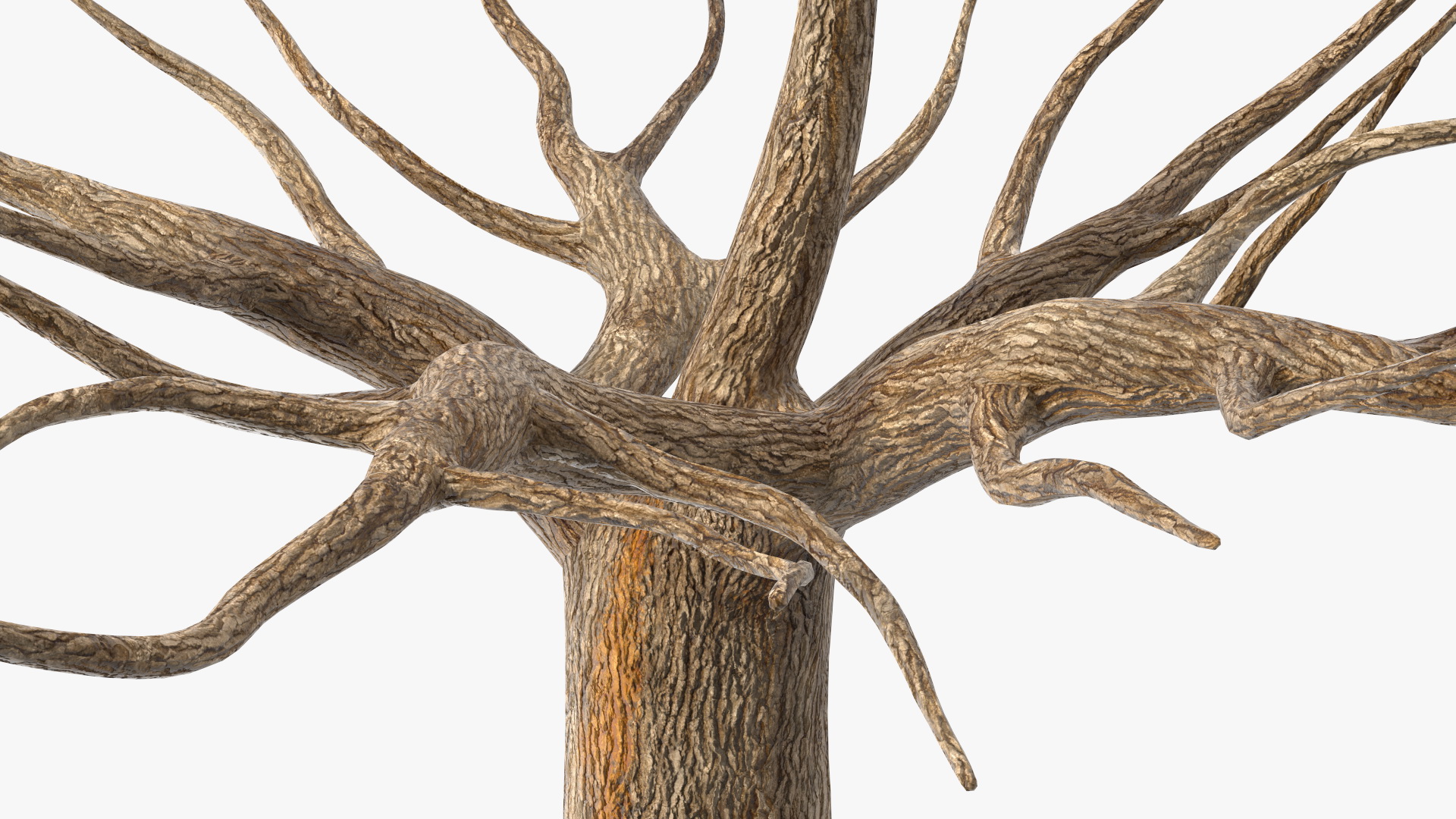 3D Morus Tree Trunk