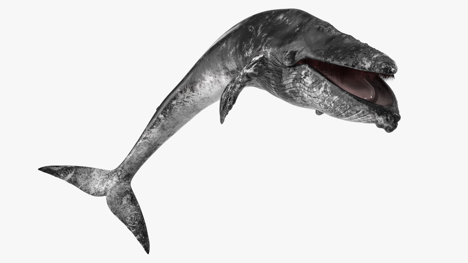 3D Old Blue Whale Resting Pose Fur