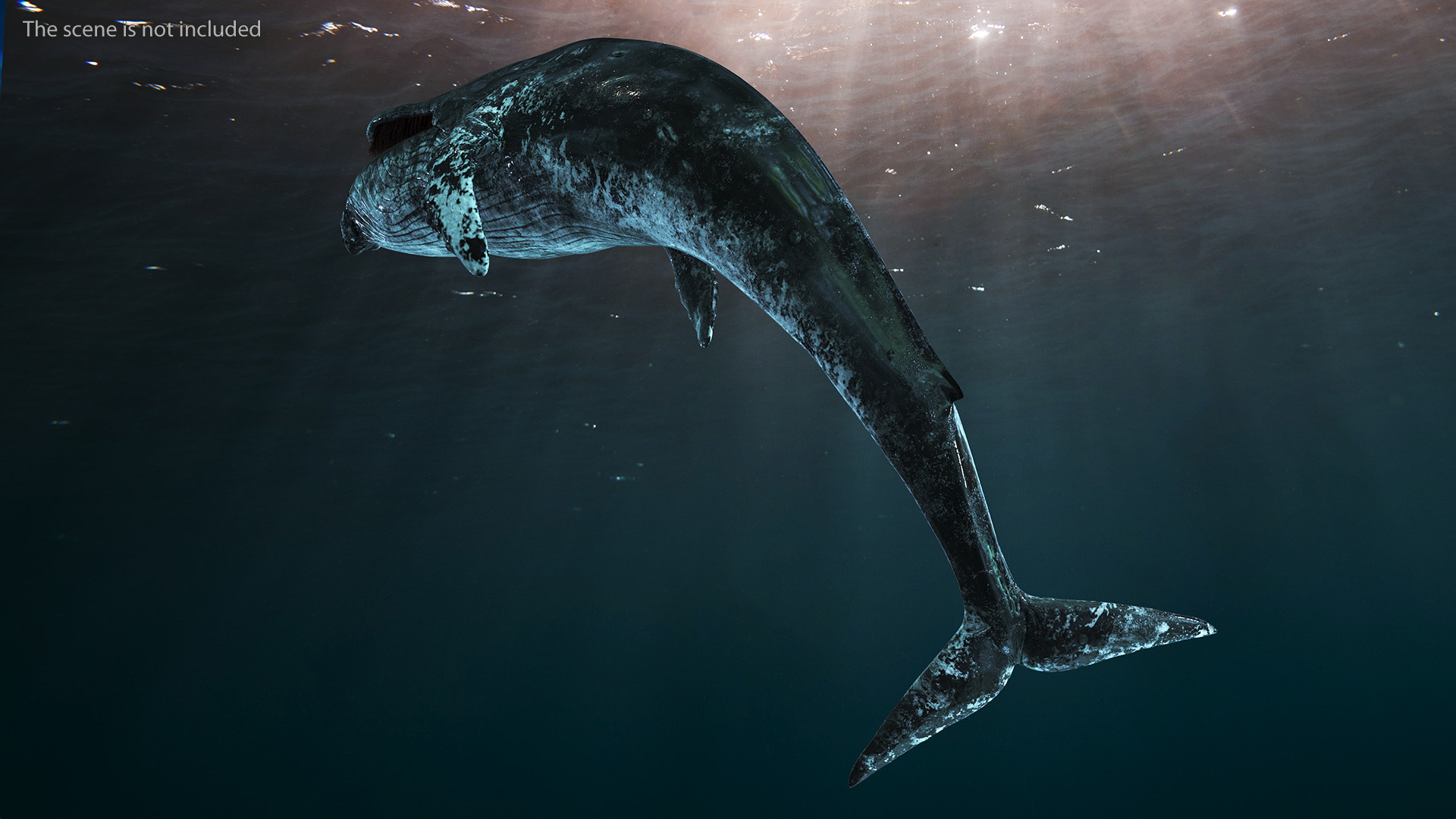 3D Old Blue Whale Resting Pose Fur
